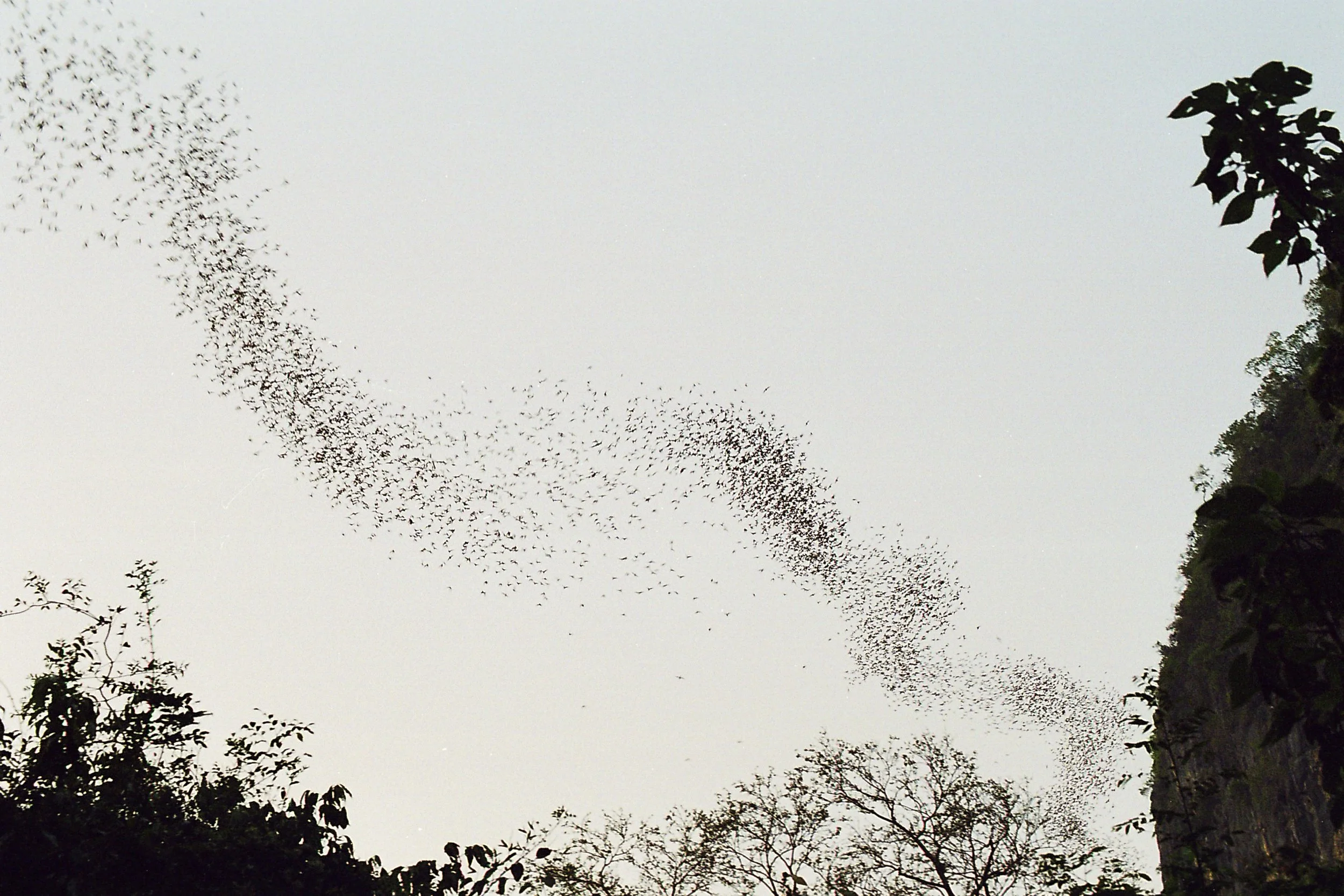 2005-03-04 305 Khao Yai National Park bats.jpg
