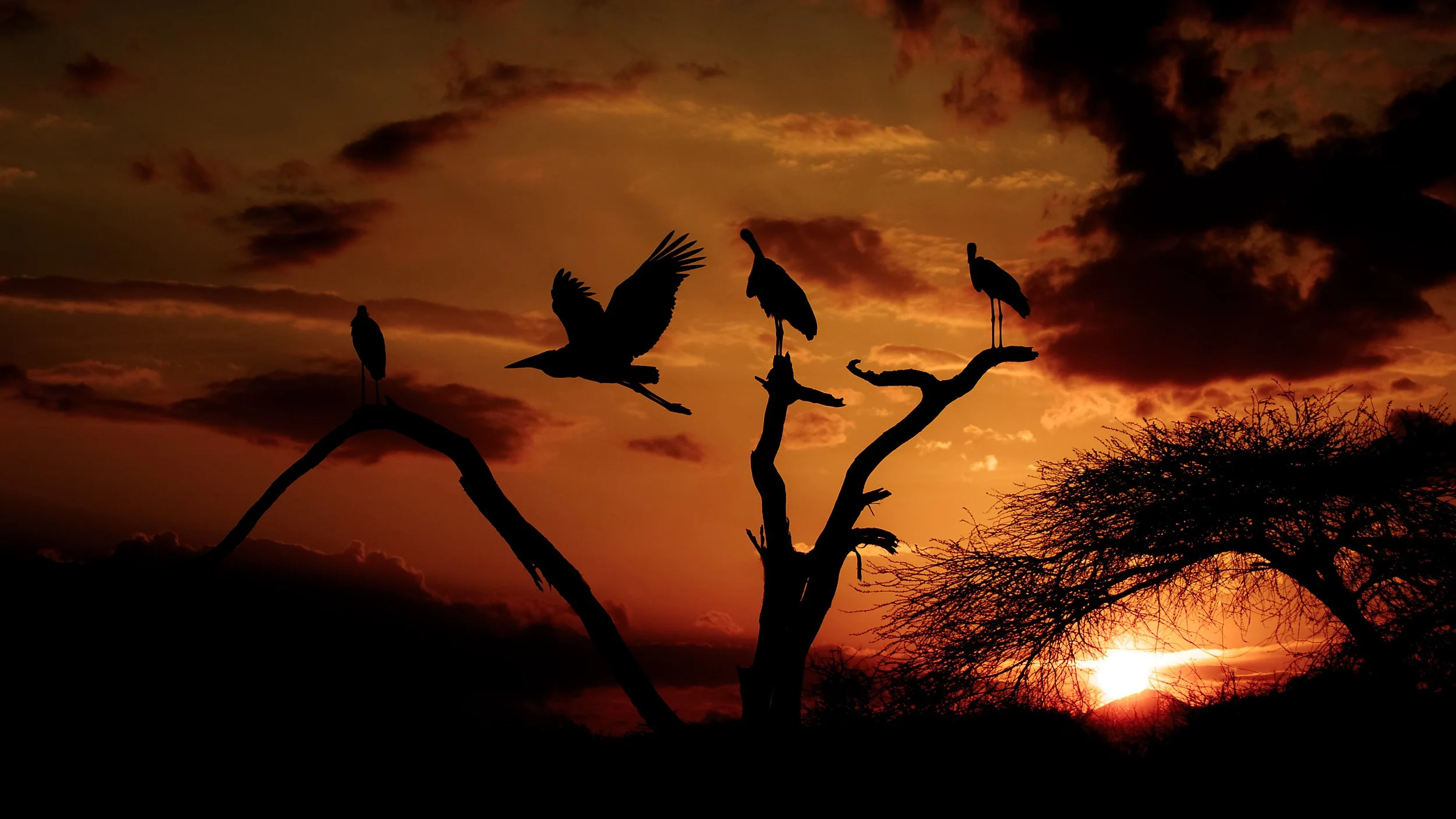 PS Marabou Storks_2.jpg