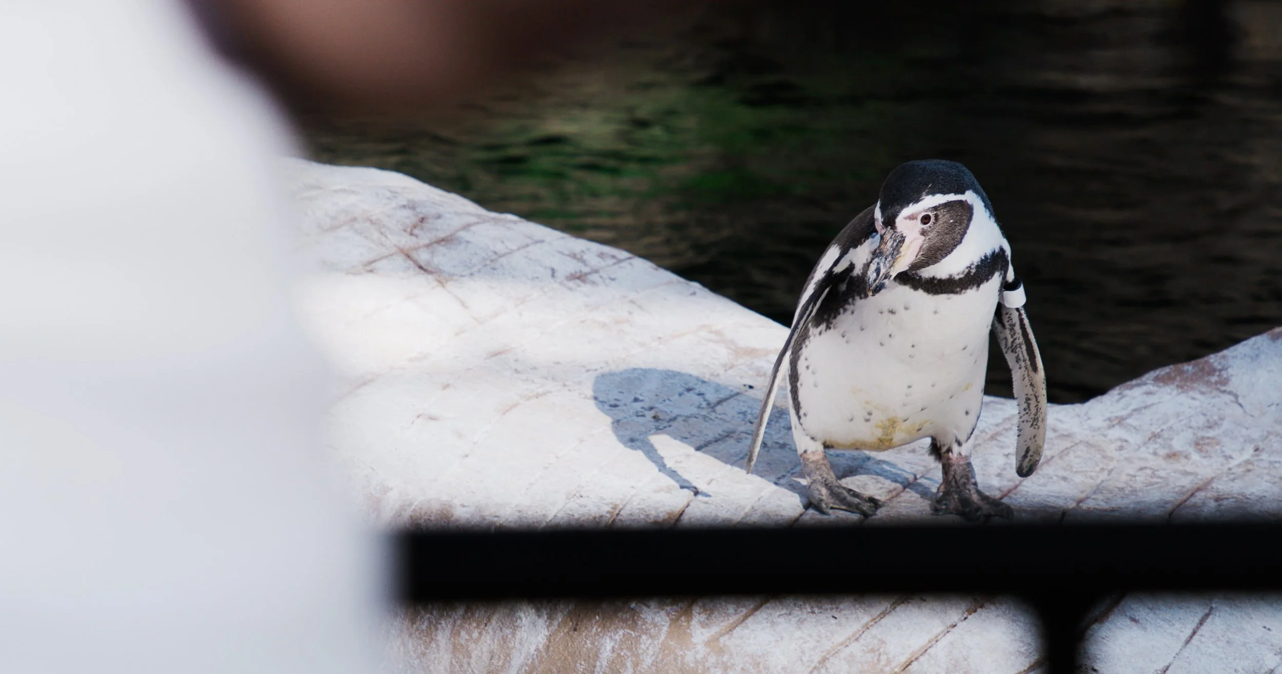 Screen Shot 2021-01-22 at 11.28.30 AM.jpg