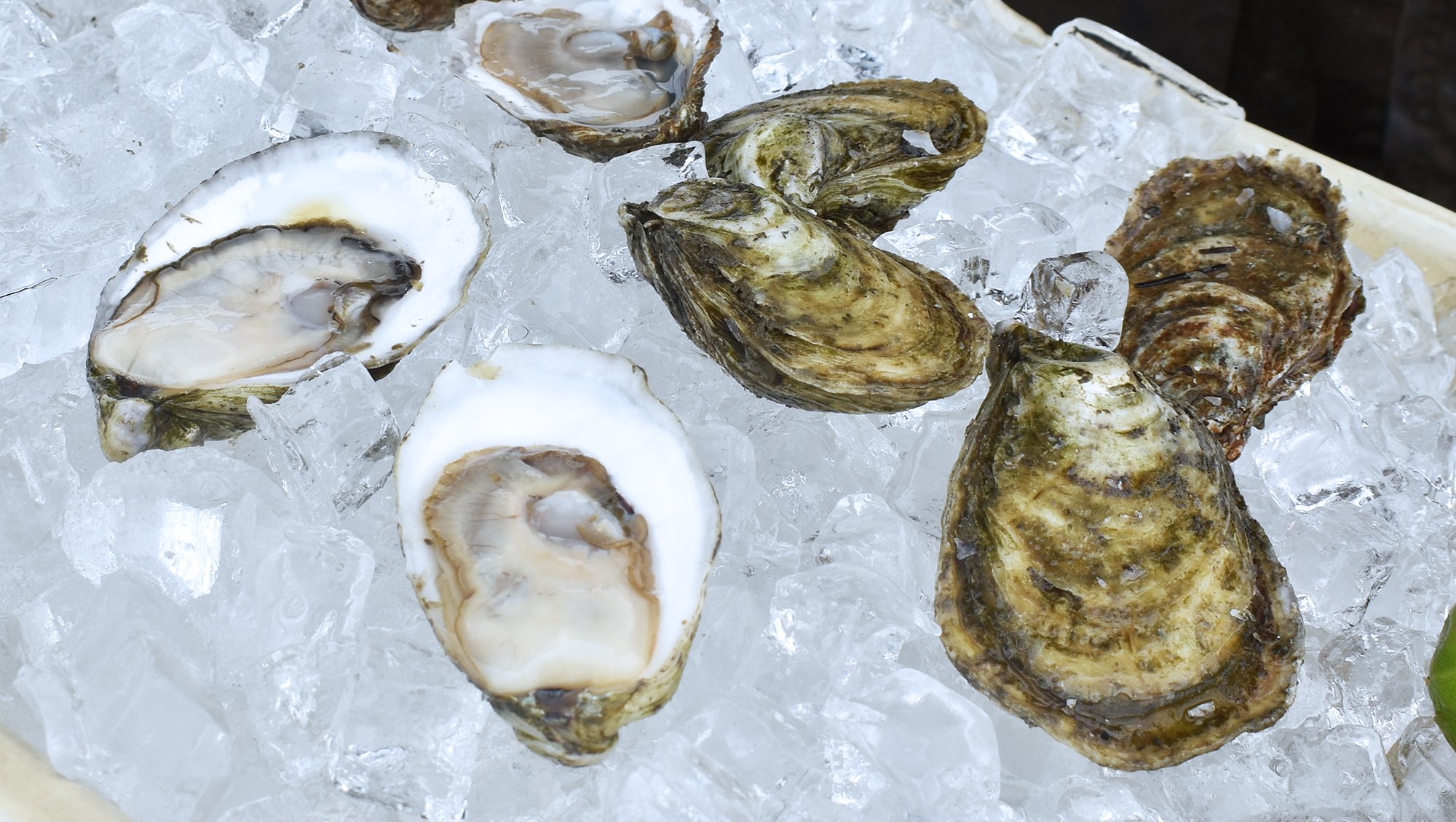 1-oyster-roast-at-winery-on-the-ridge-05.jpg