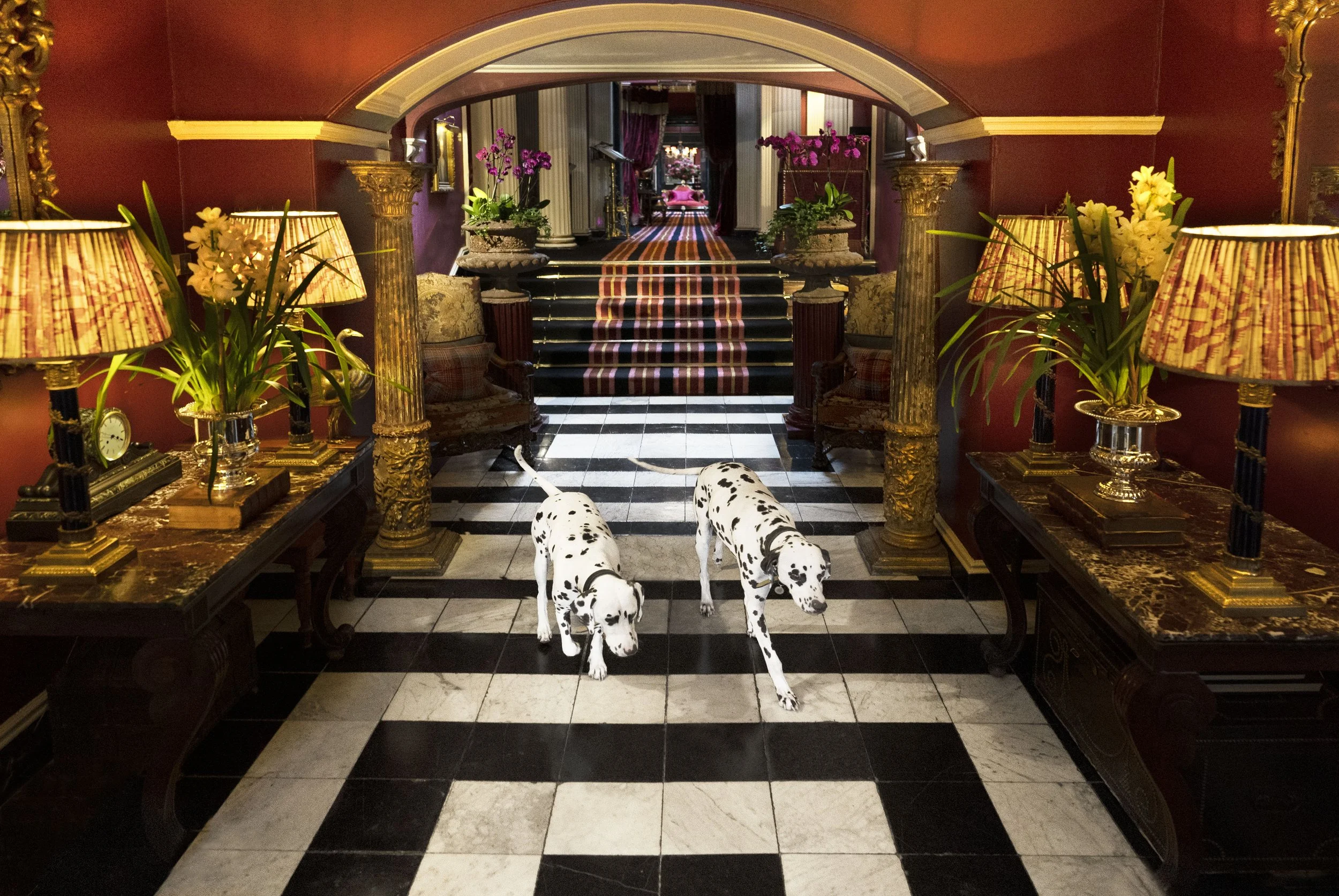 Dogs in hall 1.jpg