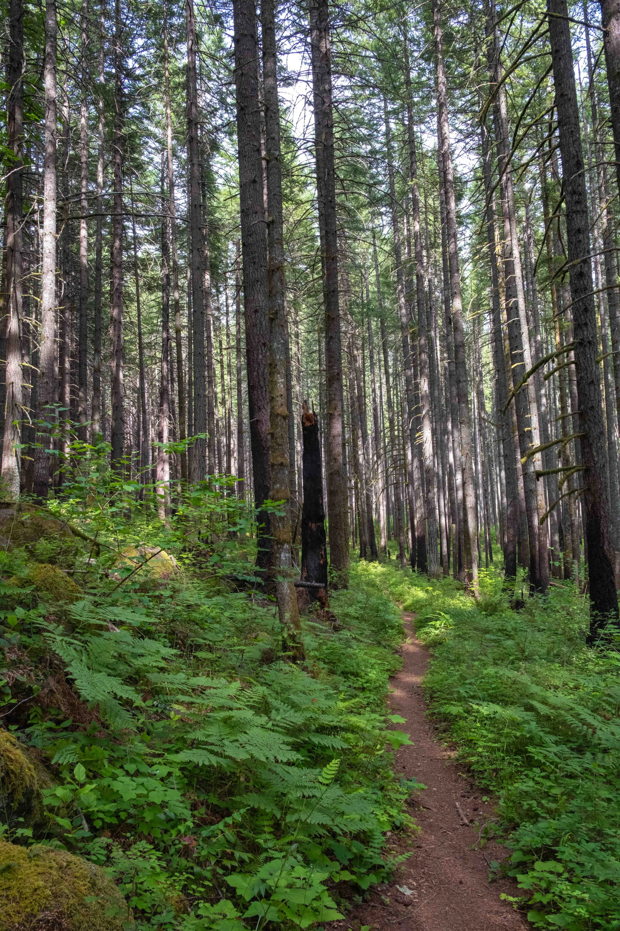 (3) An Evening Hike 06.19.25
