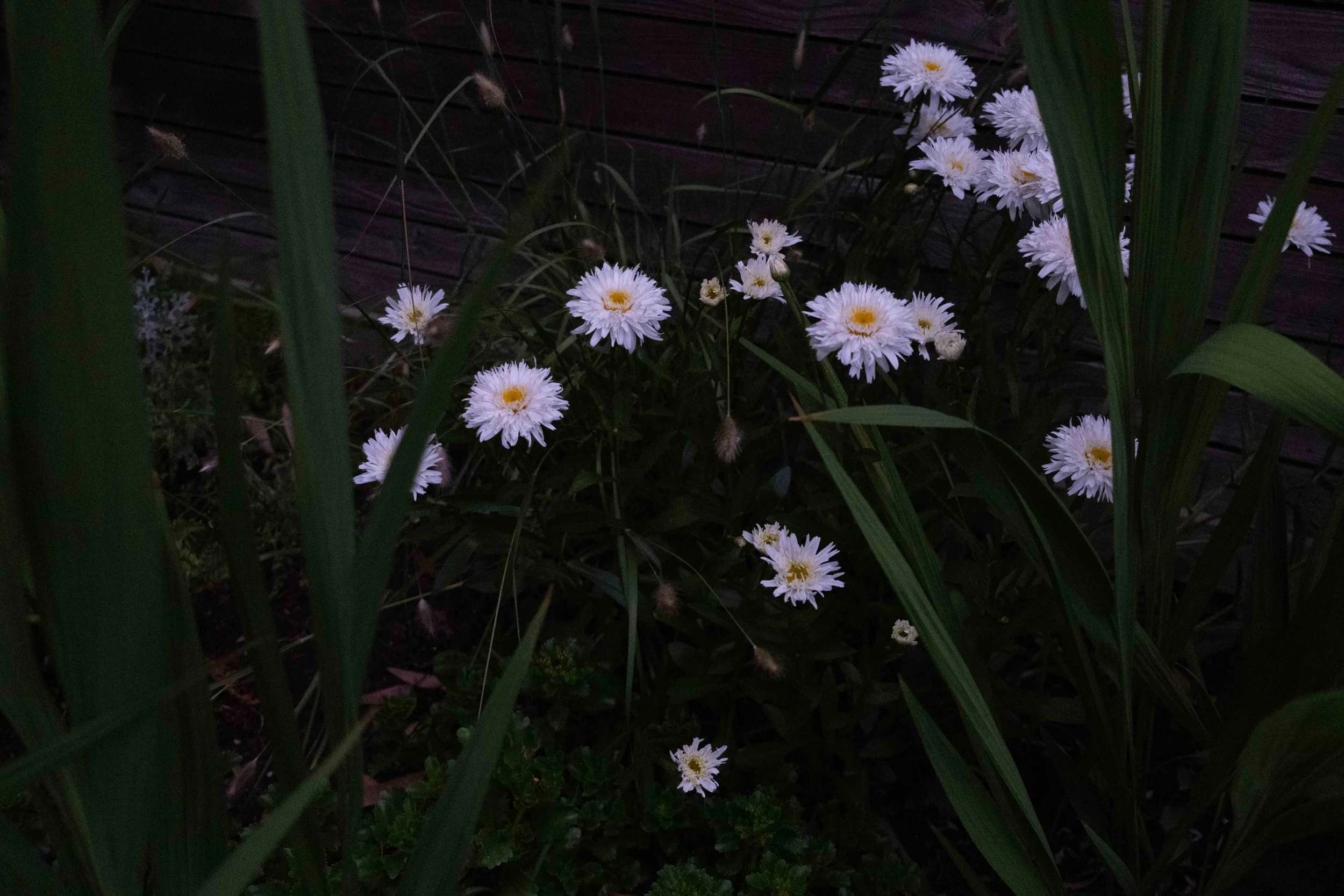 (9) Evening Daisy’s 06.26.25