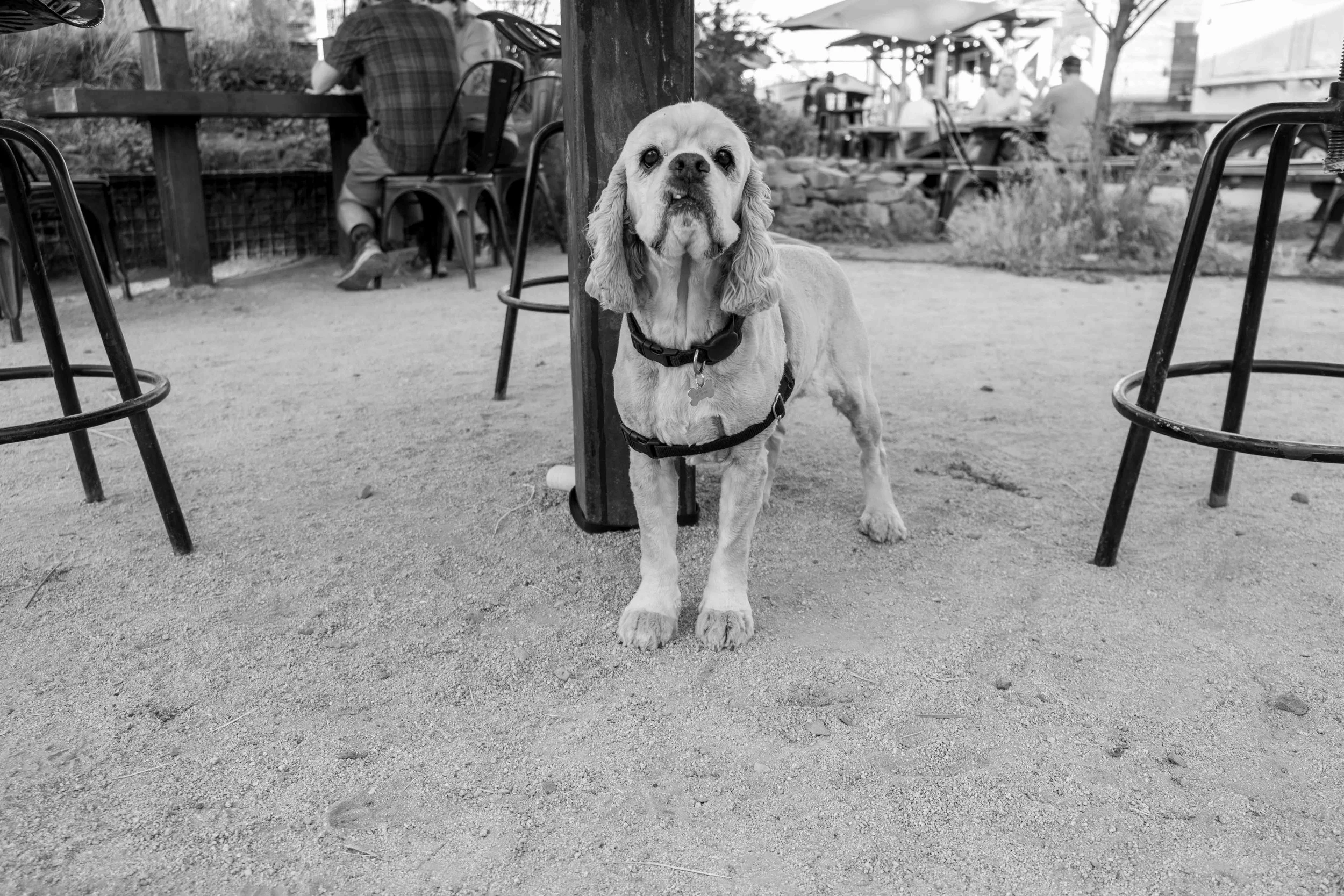 (12) Missing My Frankie 06.29.25