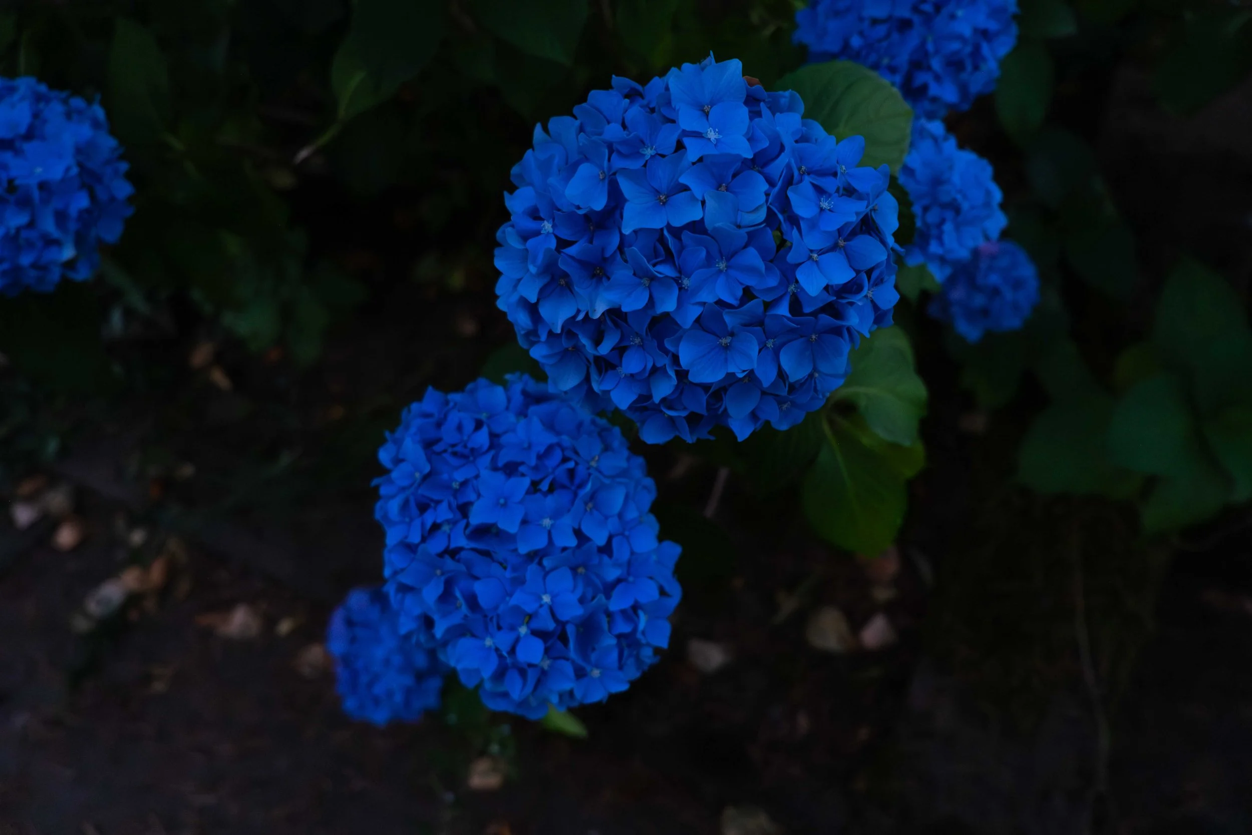 (20) Evening Stroll 07.14.25