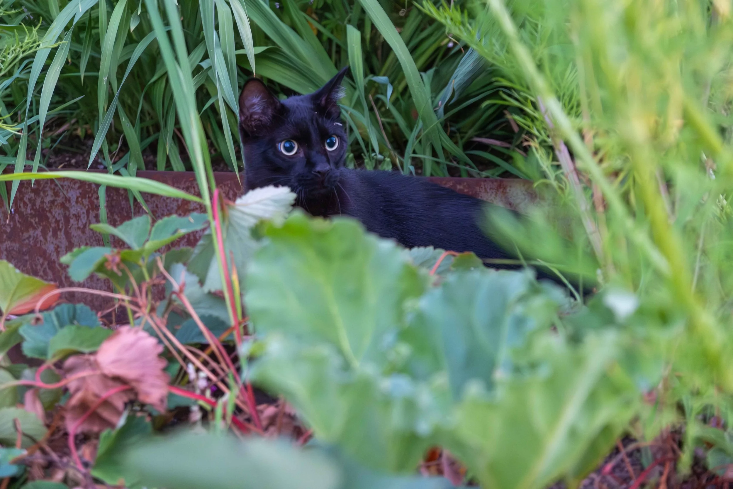 (37) The Cat That Shits In My Garden 07.29.25