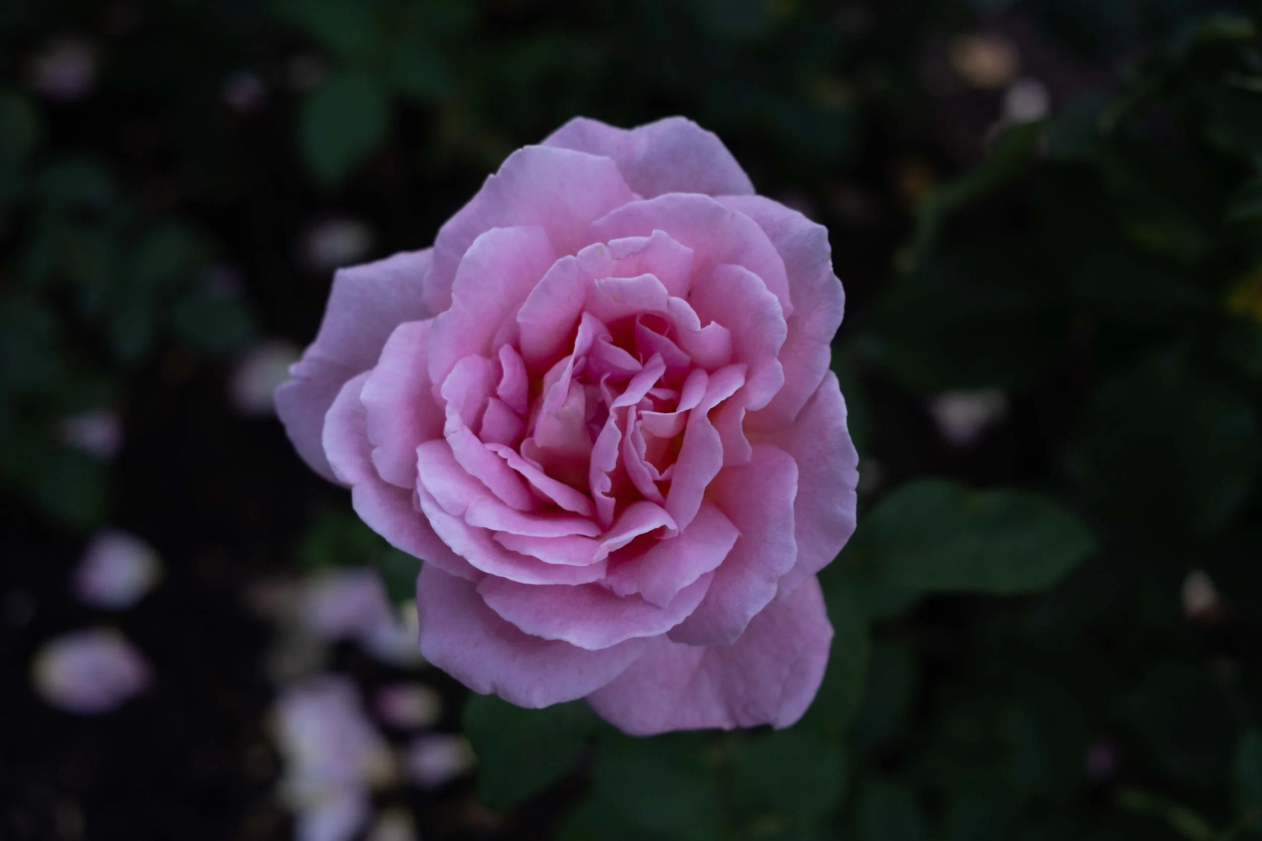 (40) An Unplanned Stop At The Rose Garden 08.04.25