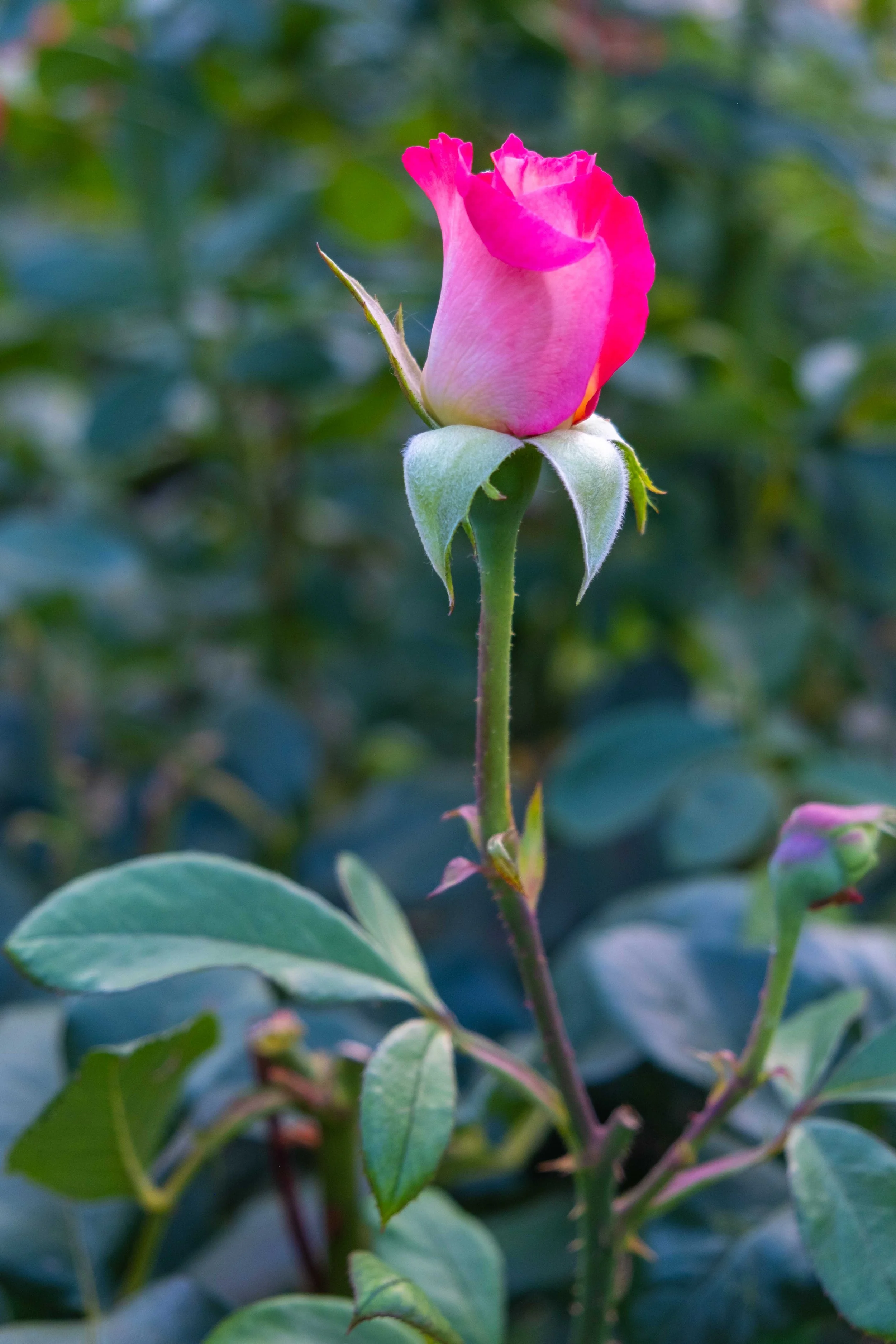 (41) Everything is Rosey 08.04.25