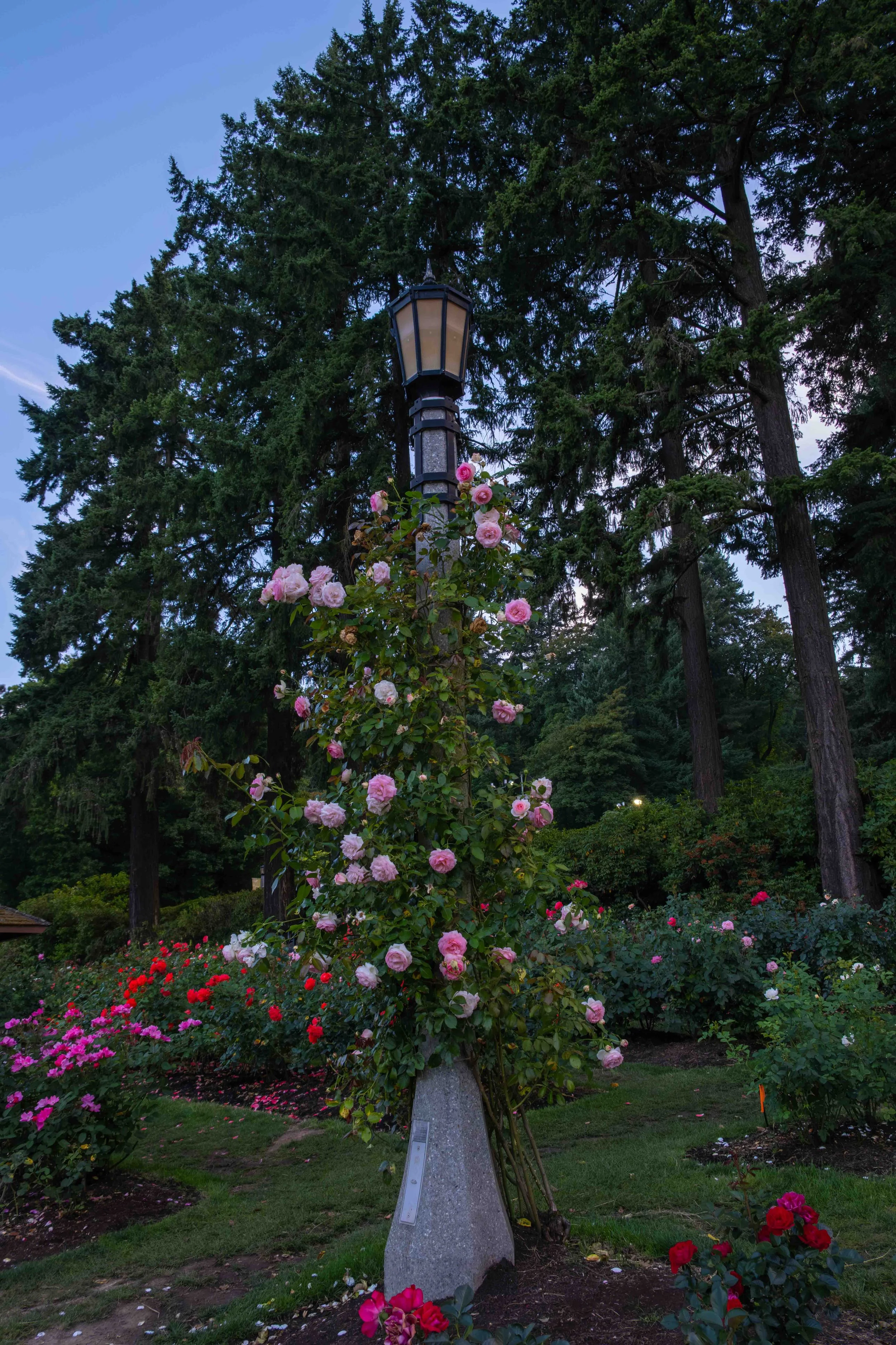 (42) Evening in Portland 08.04.25