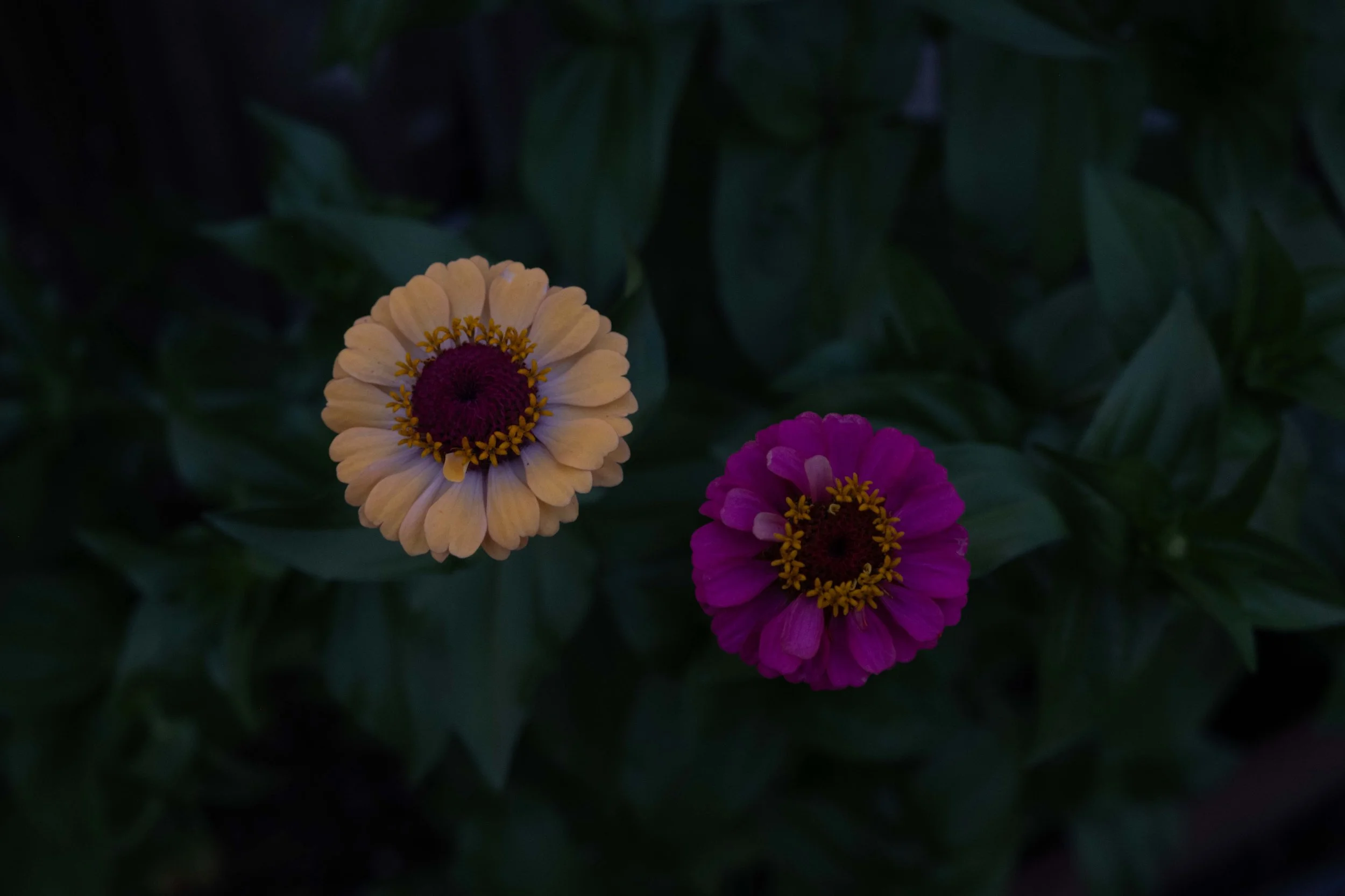 (54) Zinnias 08.17.25