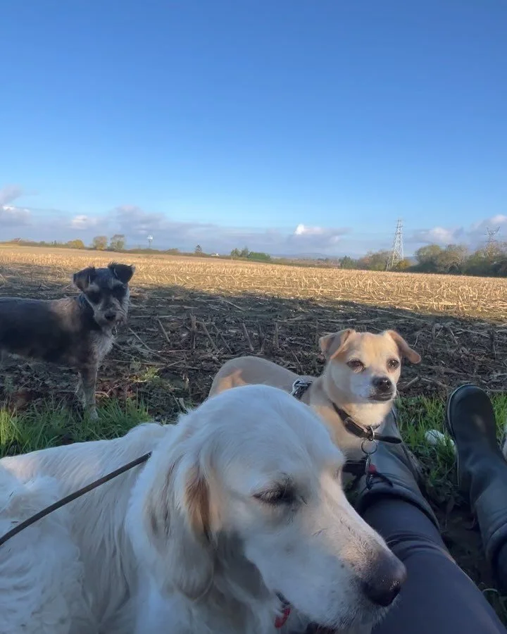 Post pack walk yesterday ✨ 
 
Beautiful pack - Neutral Calm Loving Relaxed

You don&rsquo;t get this result without knowledge, experience, patience &amp; genuine desire to understand these animals 

Every dog bar Penny (my Tunisian girl) had to be co