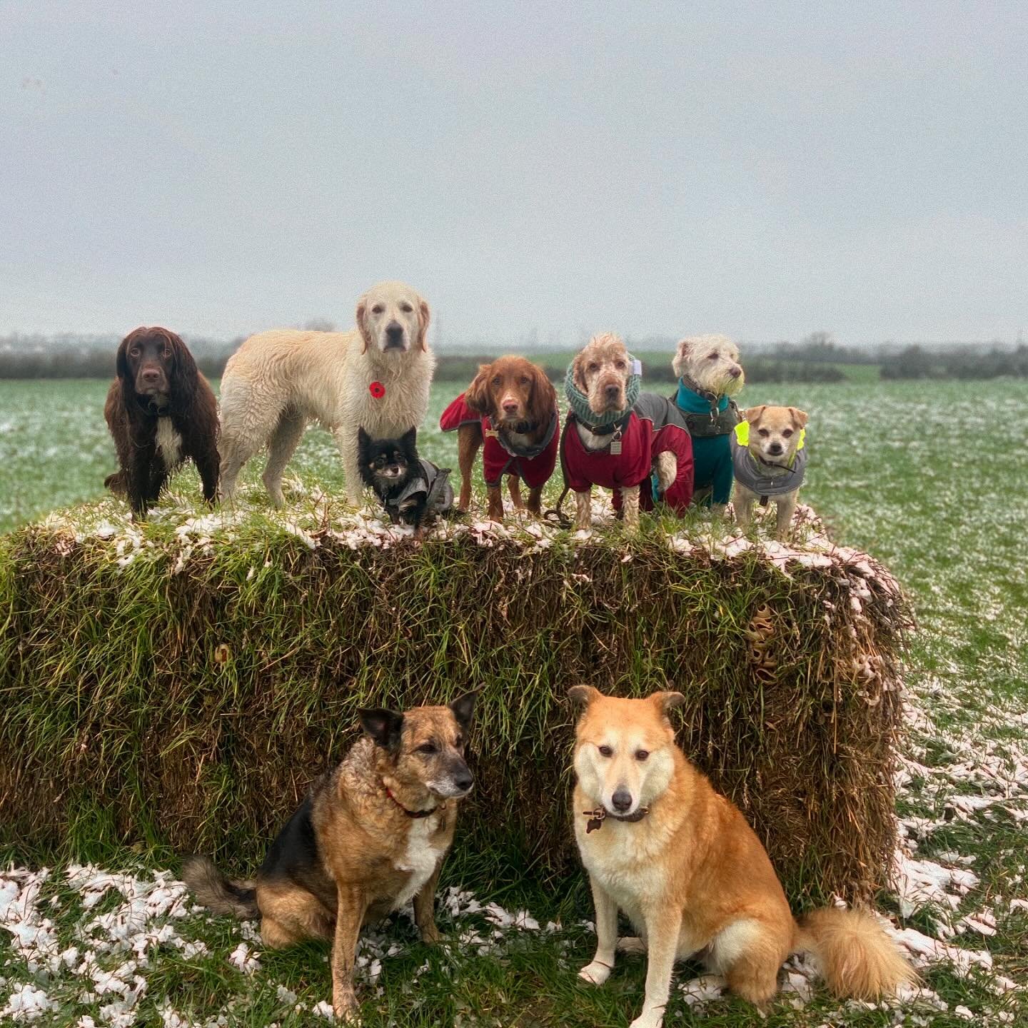 Louie wins best dressed today plus accessories on slide 3 😊