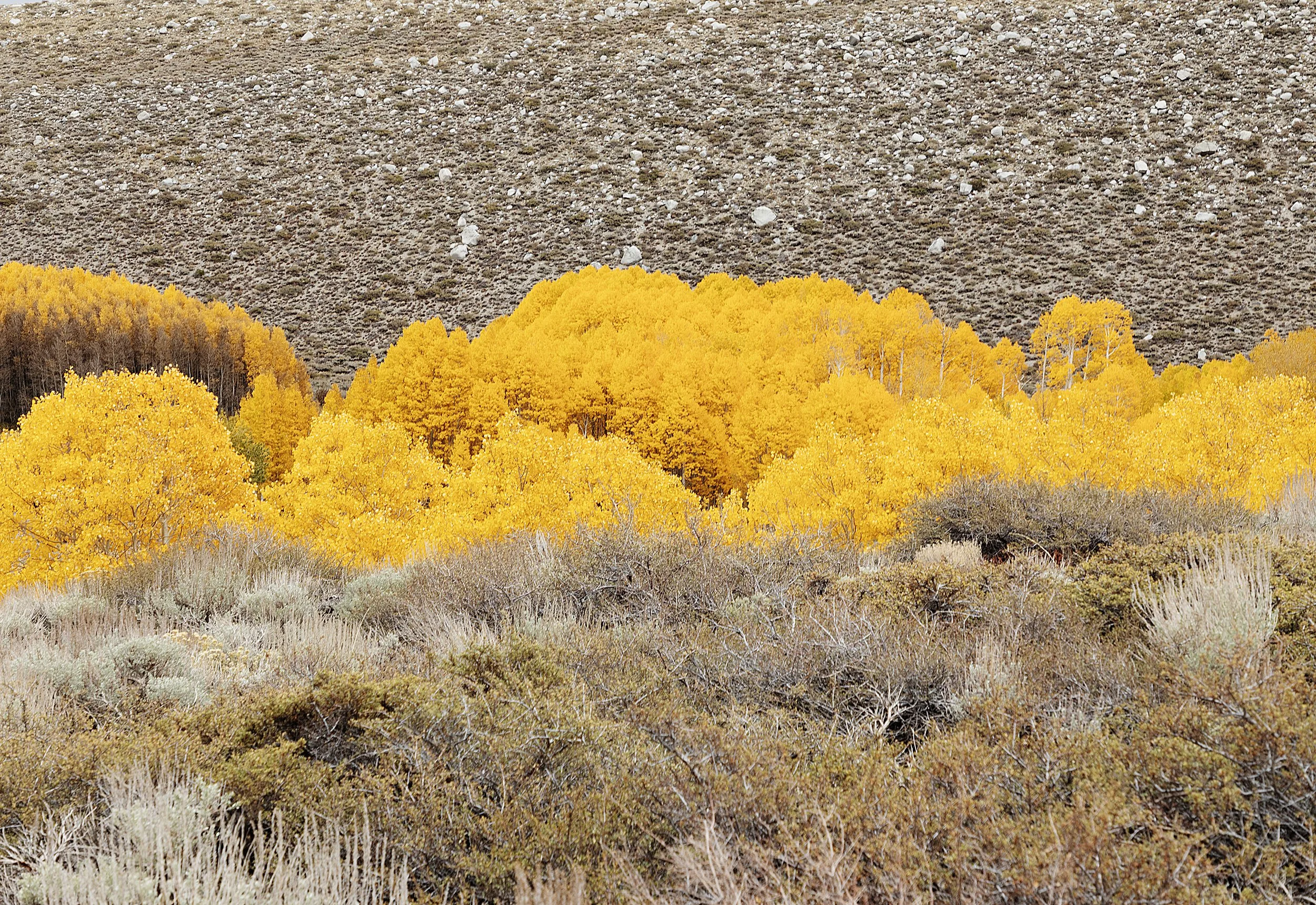 Aspens, Eastern Sierra