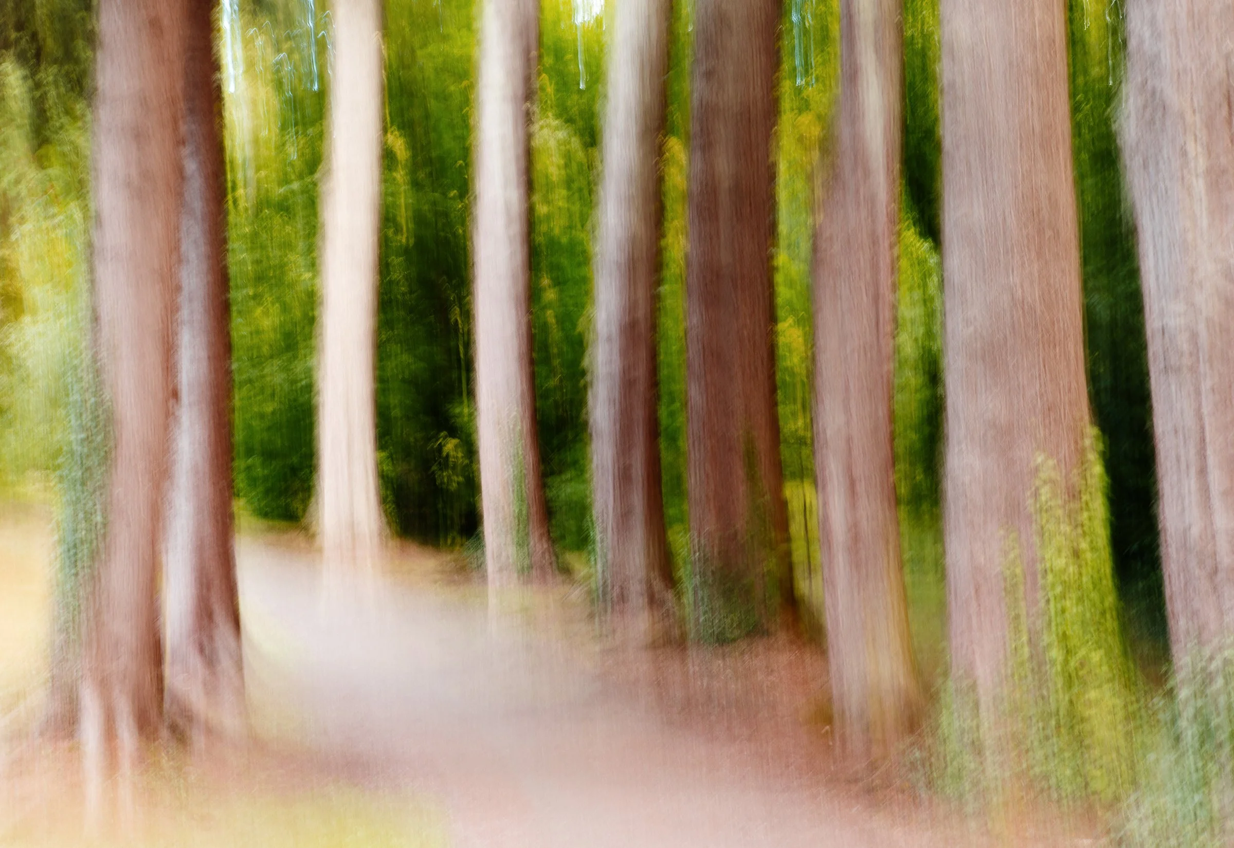 PowerscourtTreees copy.jpg