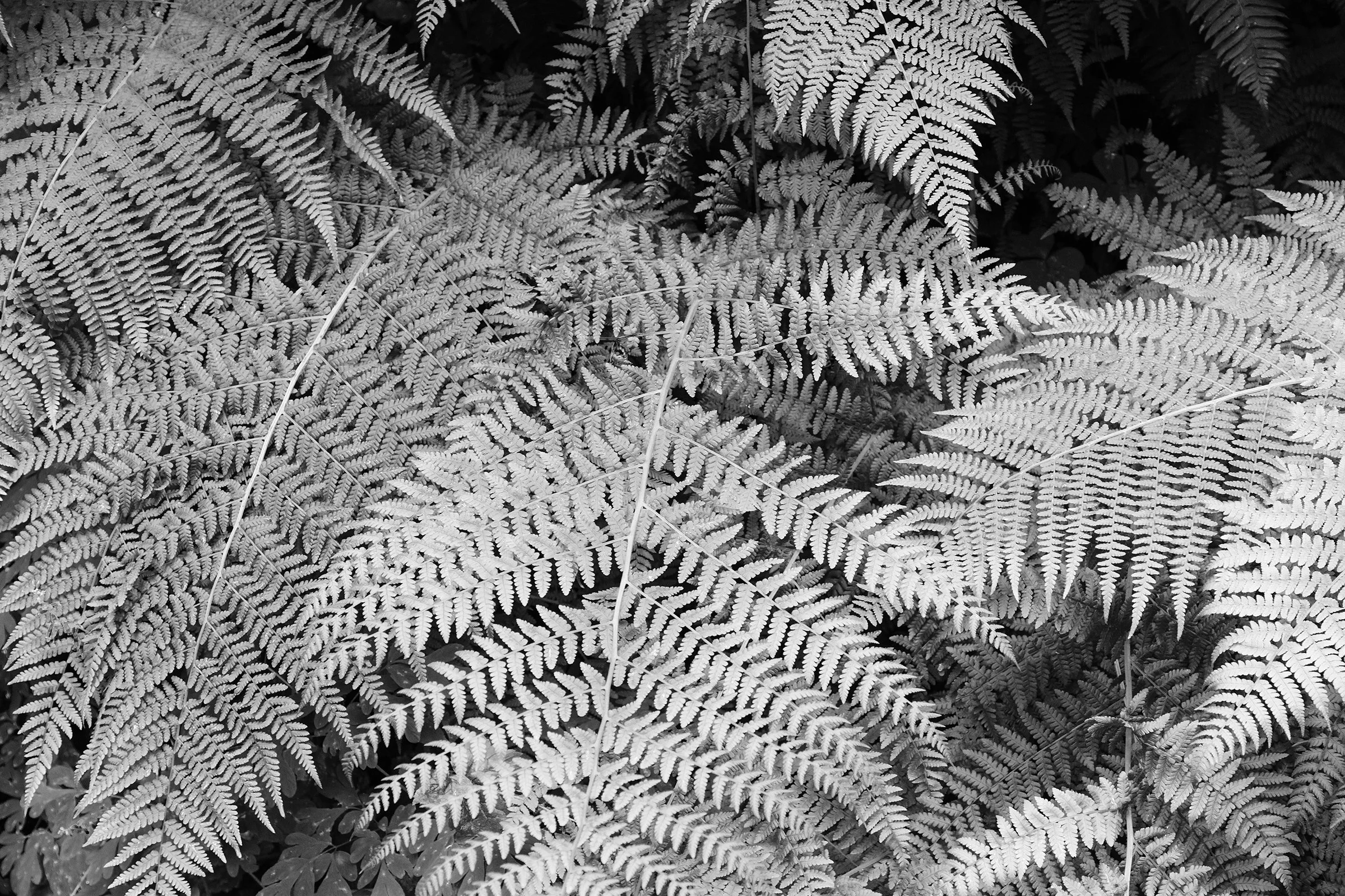 Ferns copy.jpg