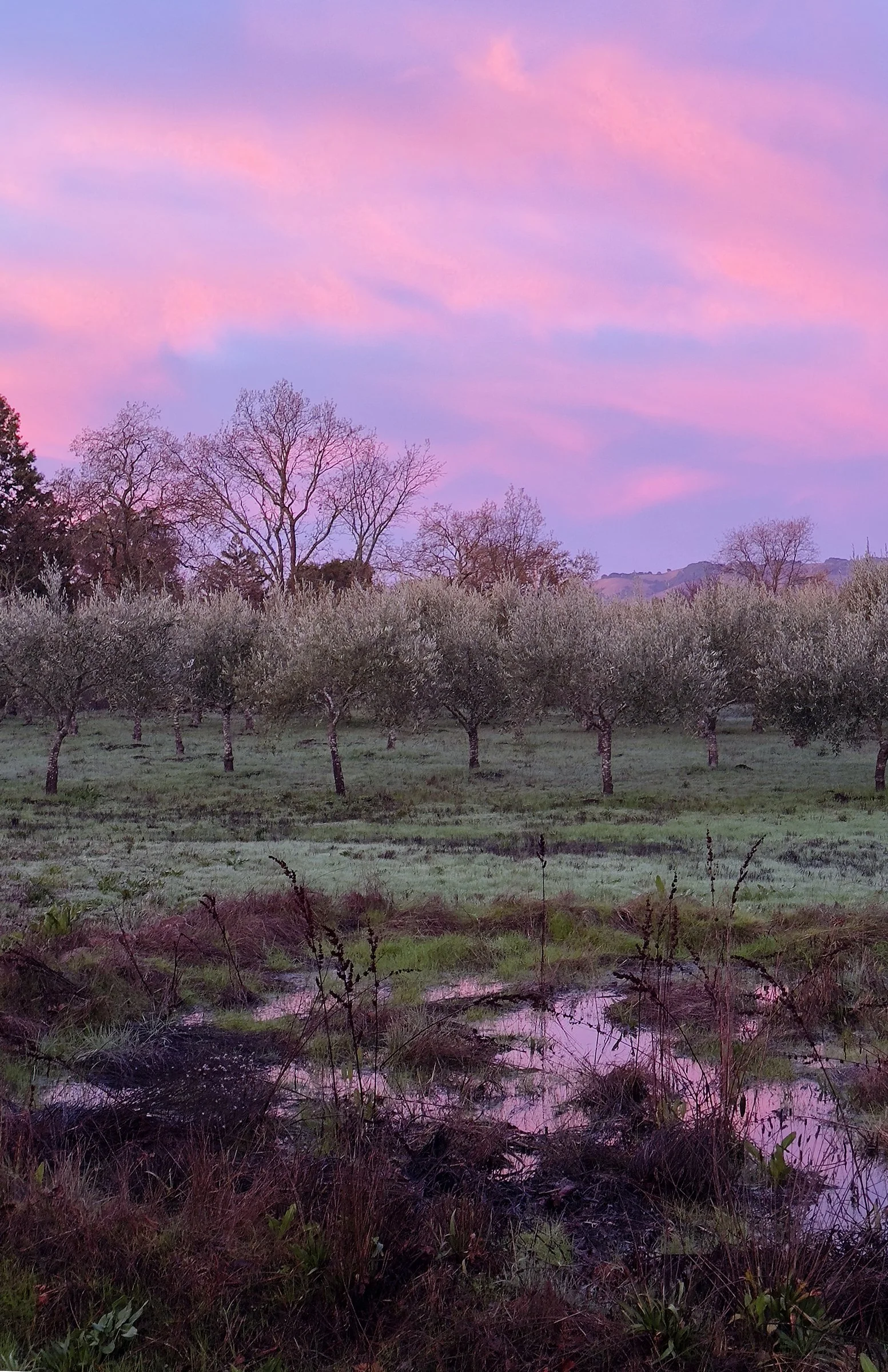 OliveSunset copy.jpg