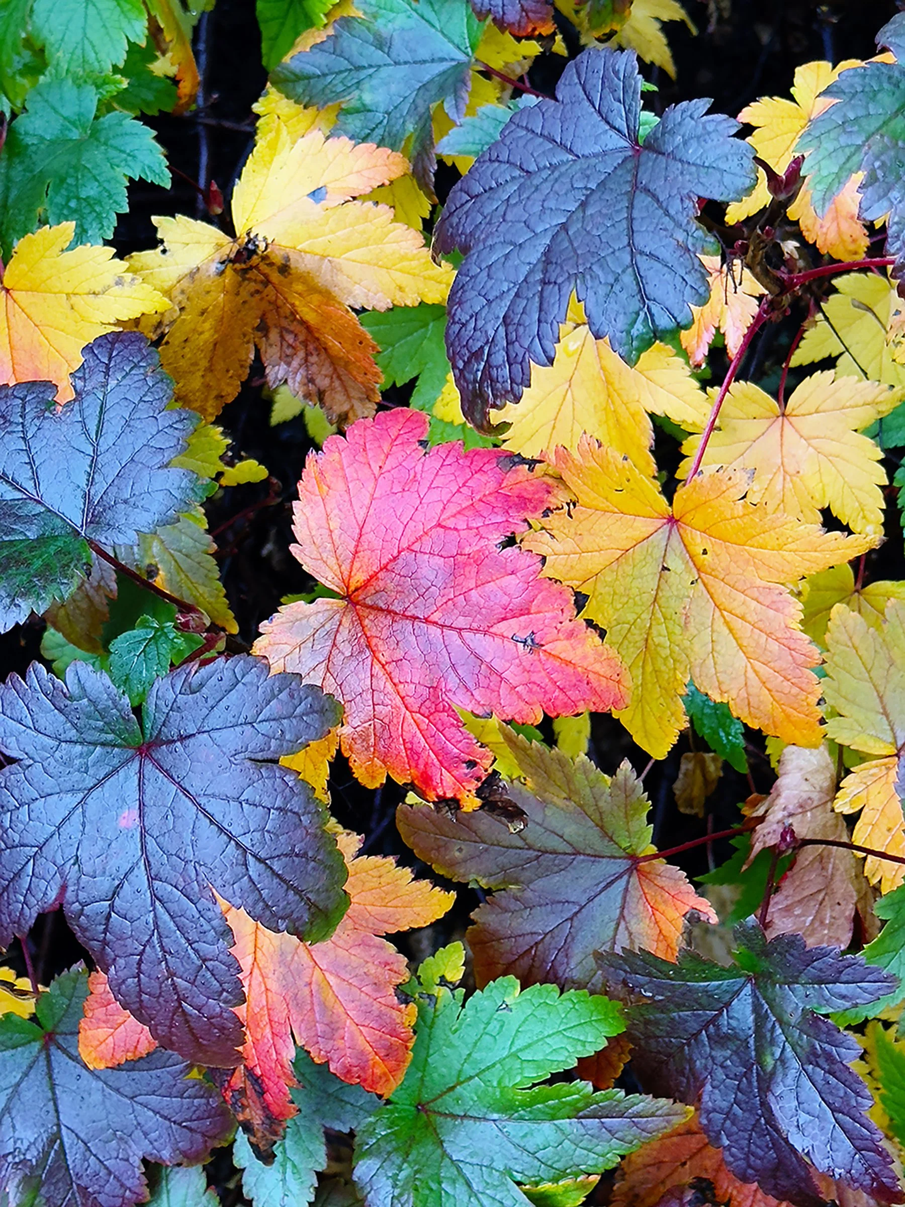 AkureyriGardens copy.jpg