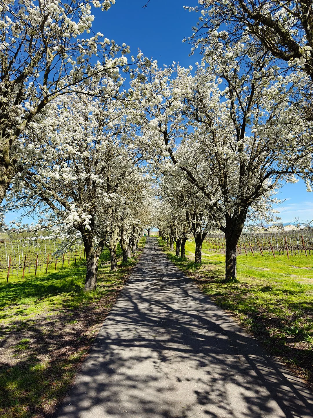 Sonoma Spring