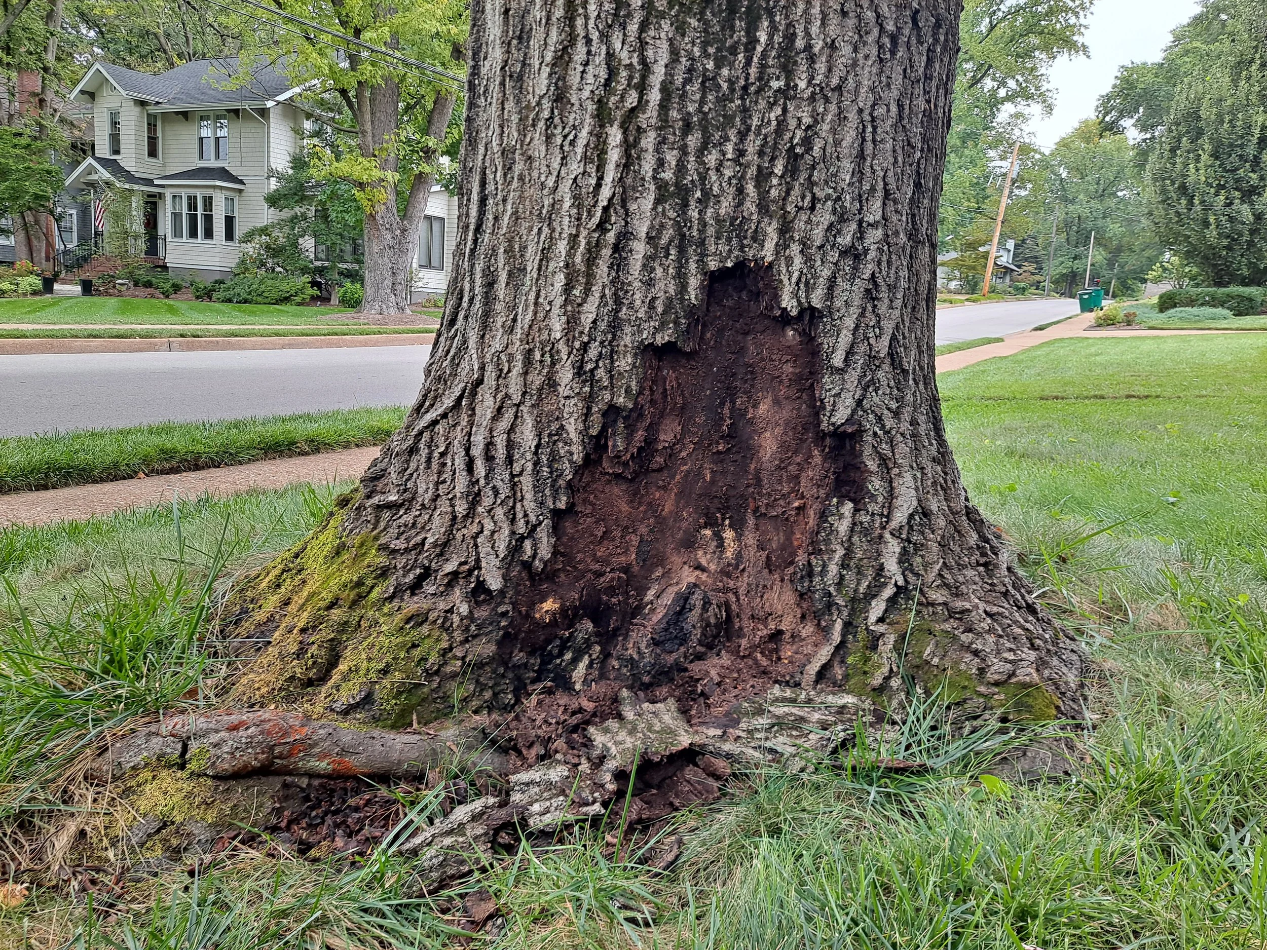 Decay at base of large tree, unhealthy assessment