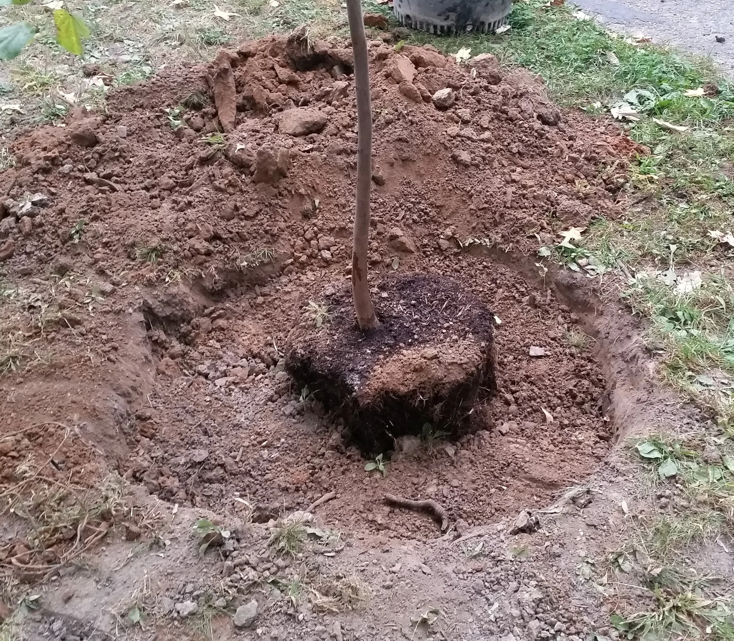 Container tree planting with large hole dug