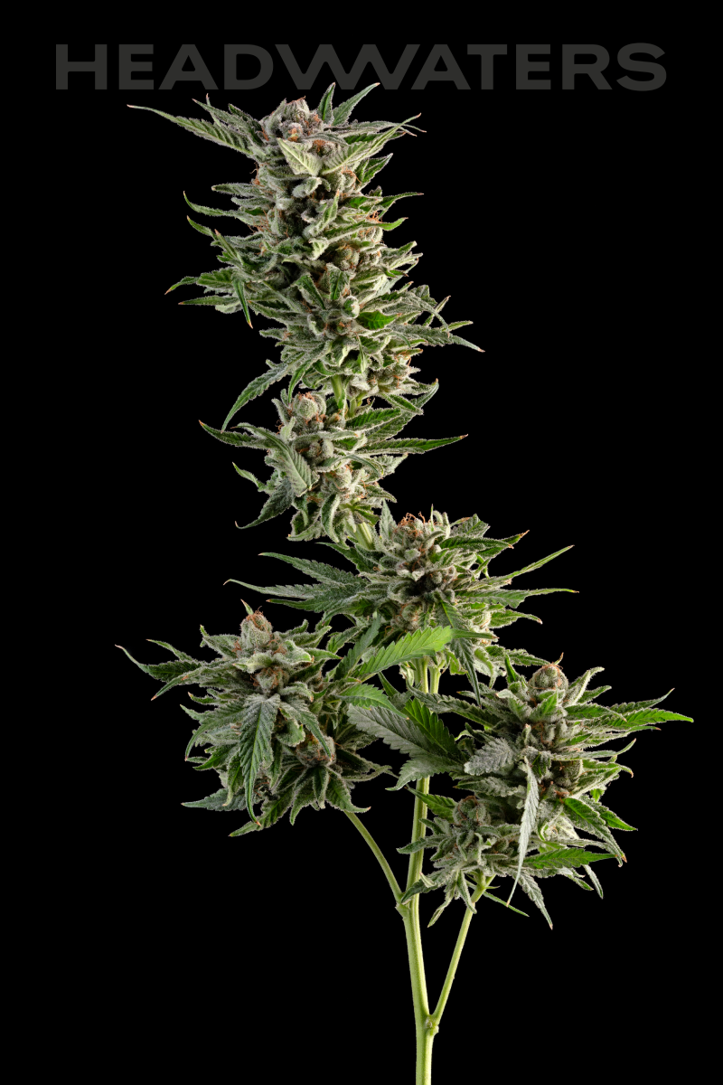 HW-Blueberry-Genetics01.png