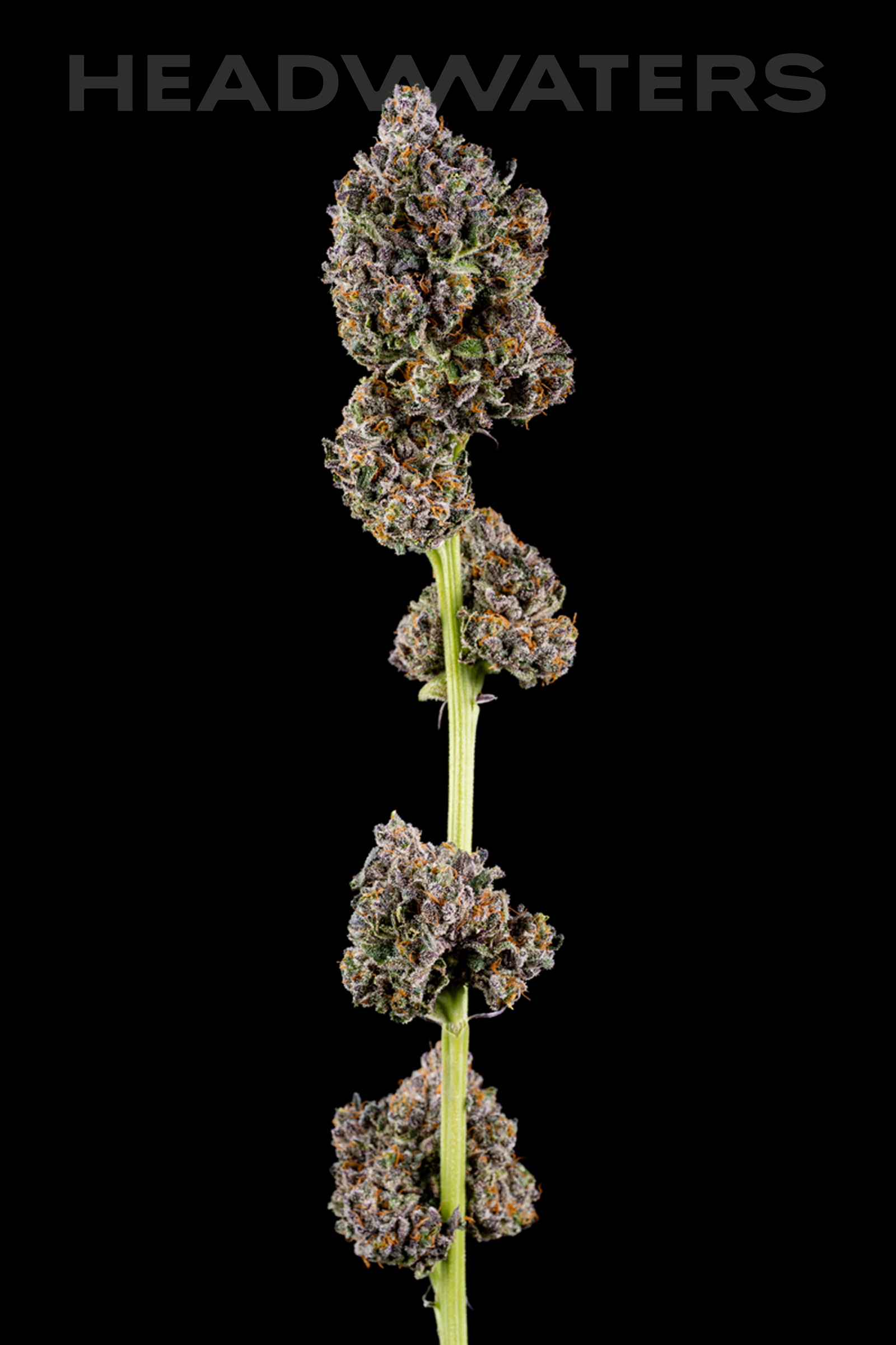 HW-KeptSecret-GeneticsFrame 6.png