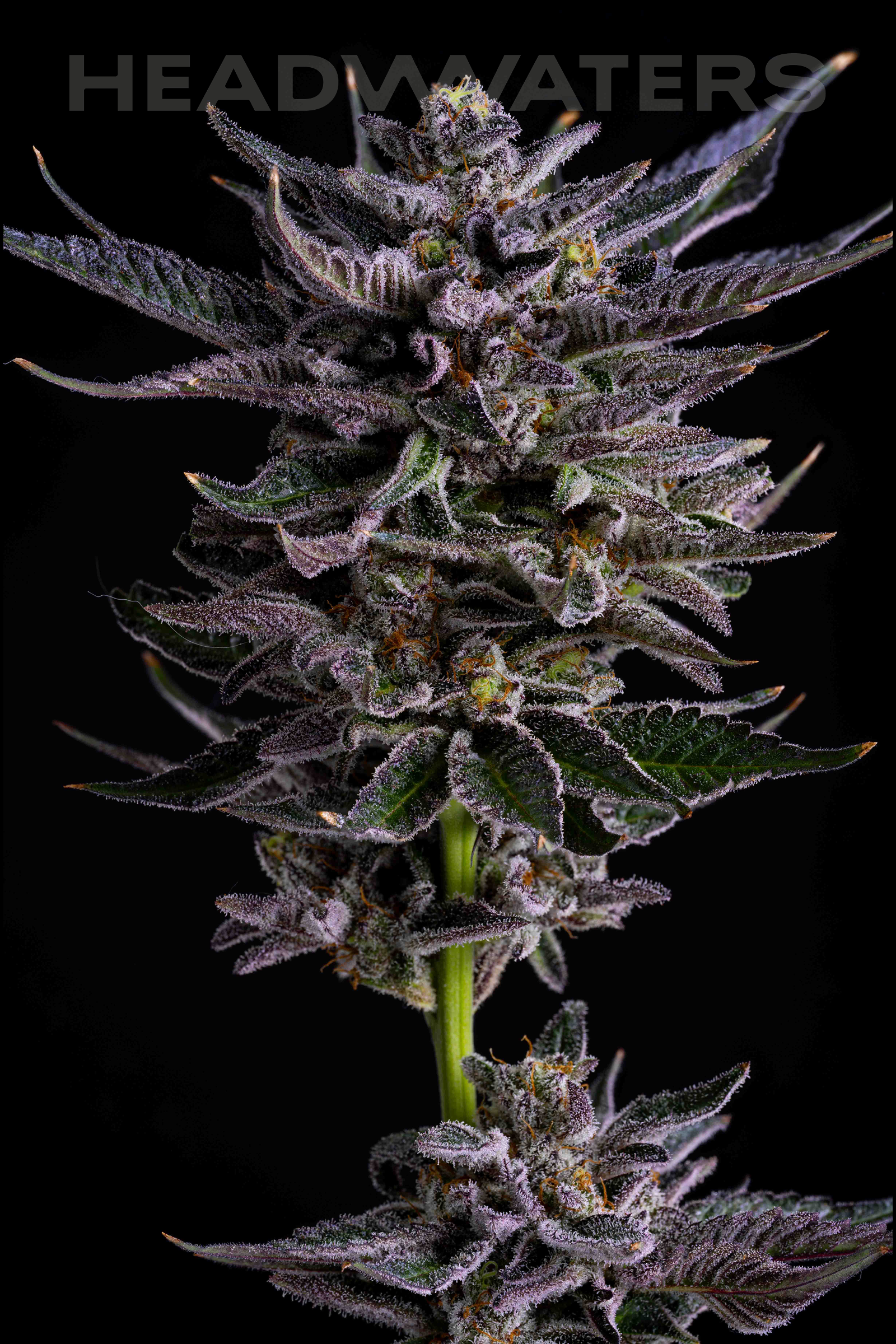 HW-KeptSecret-GeneticsFrame 2.png