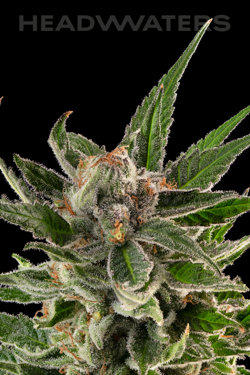 HW-Blueberry-Genetics03.png