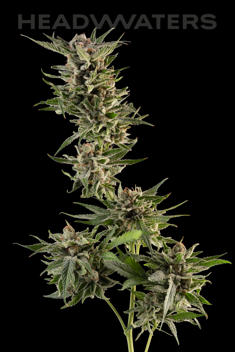 HW-Blueberry-Genetics02.png