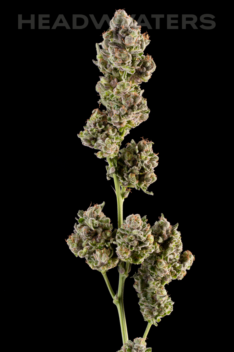 HW-Blueberry-Genetics05.png