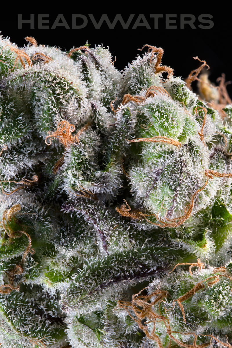 HW-Blueberry-Genetics07.png