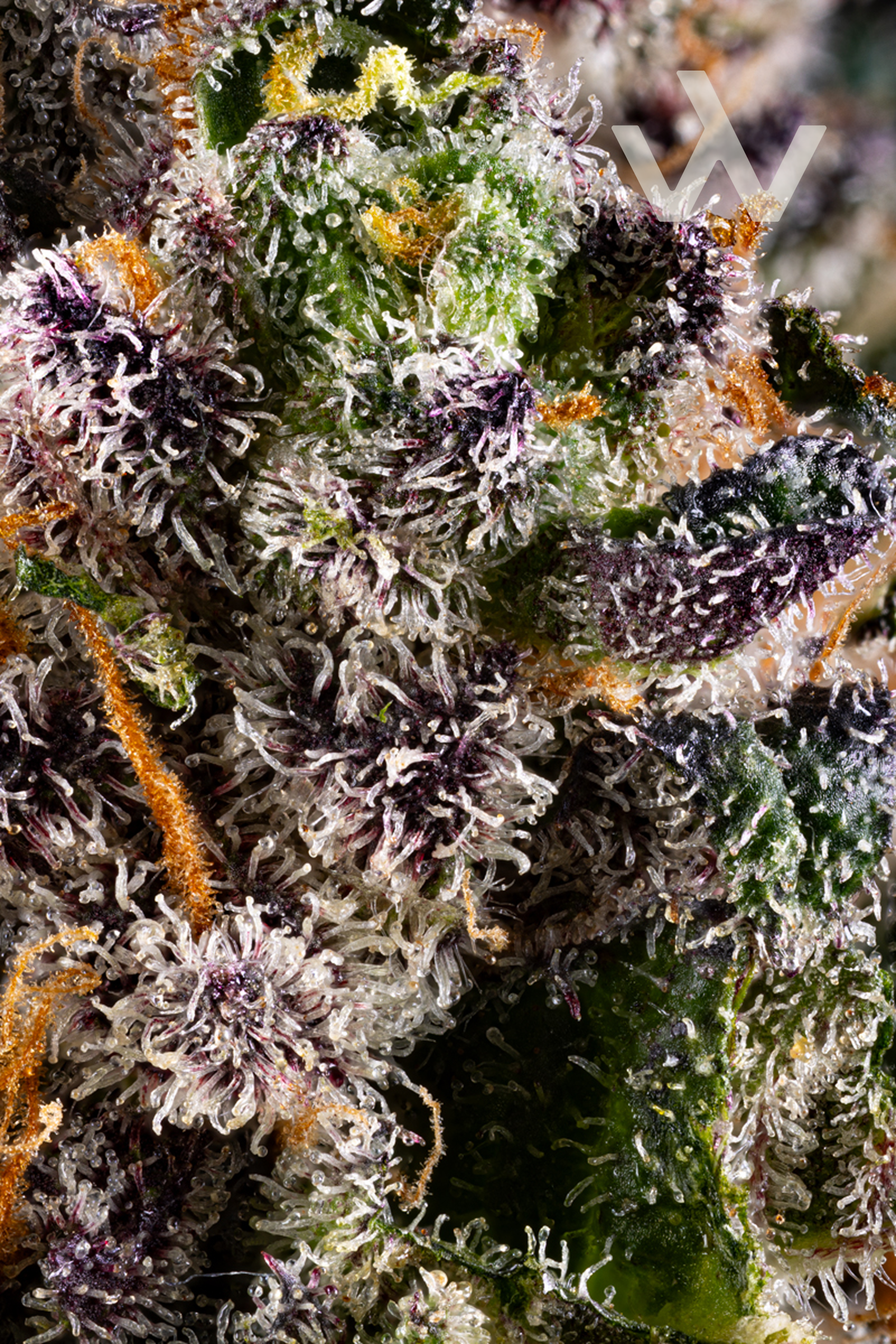 HW-KeptSecret-GeneticsFrame 3.png