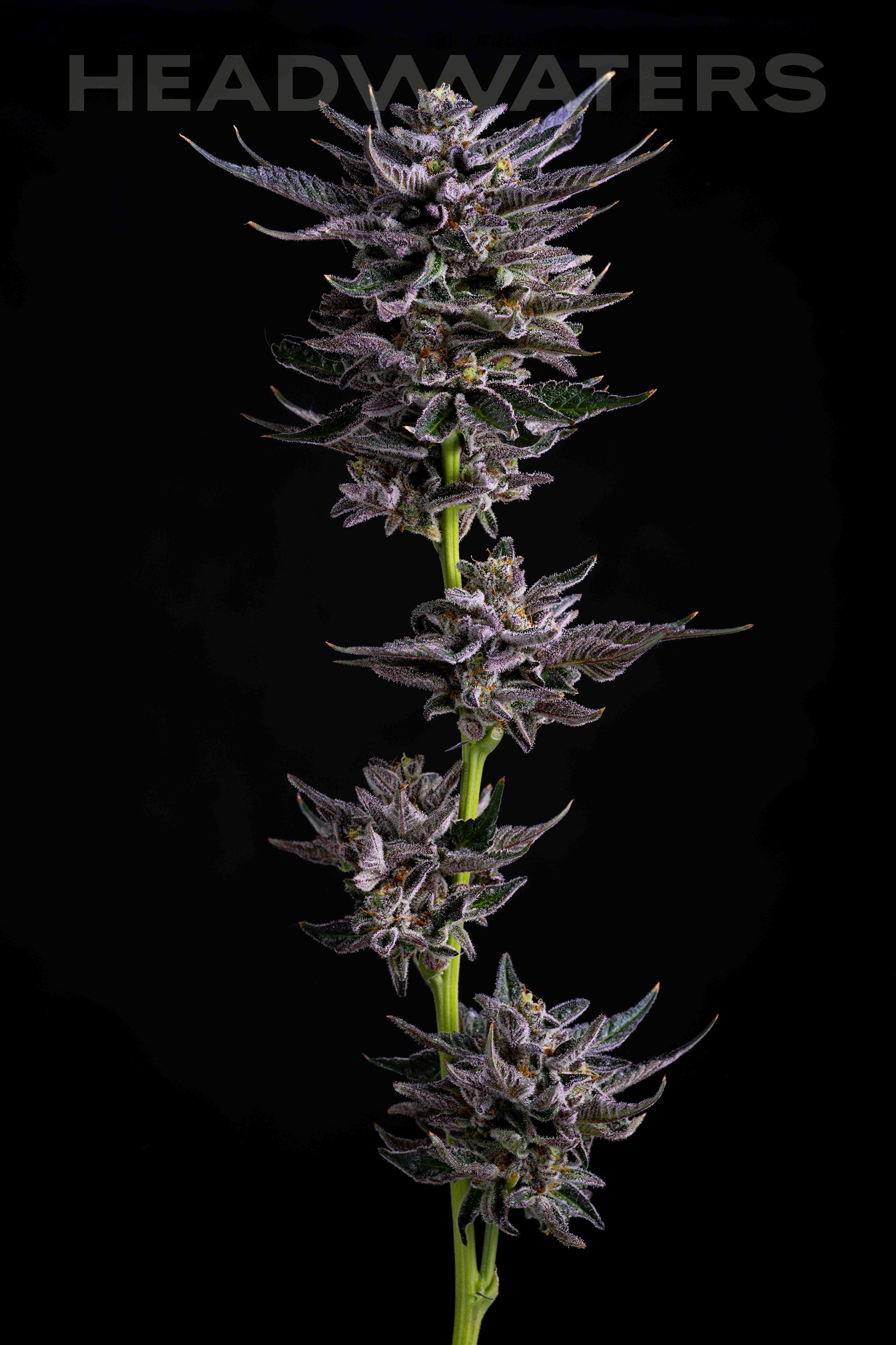 HW-KeptSecret-GeneticsFrame 1.png