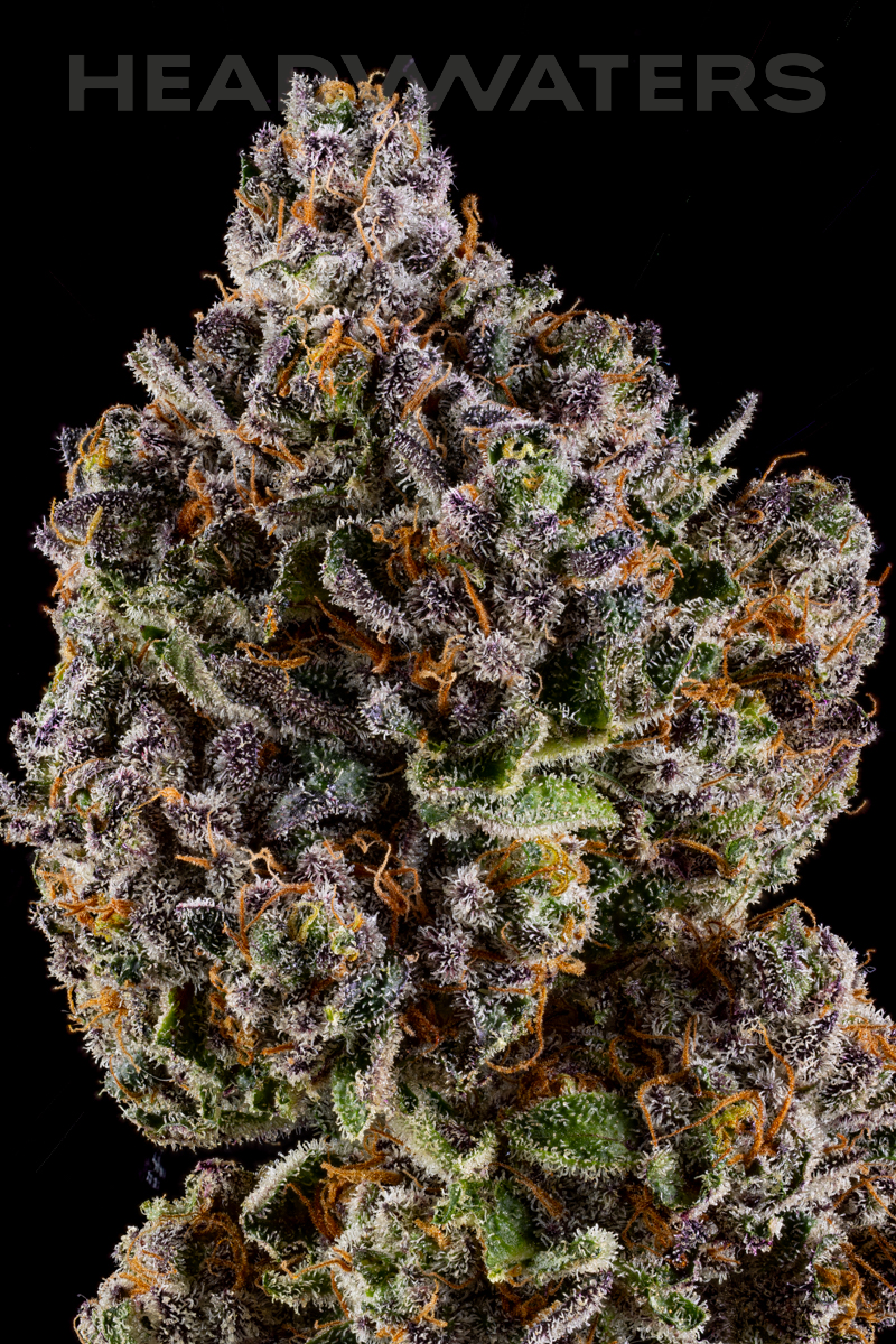 HW-KeptSecret-GeneticsFrame 4.png