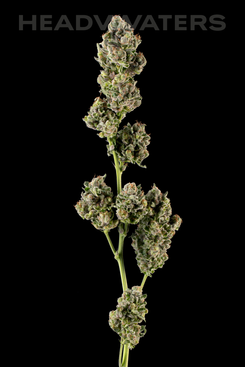 HW-Blueberry-Genetics04.png