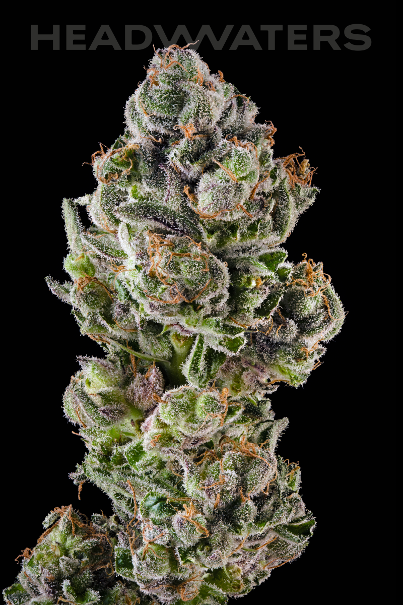 HW-Blueberry-Genetics06.png