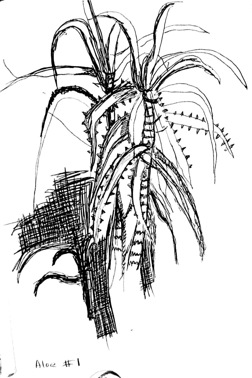 Black and white sketch of an Aloe Vera plant with long, spiky, and serrated leaves labeled 'Aloe #1'.
