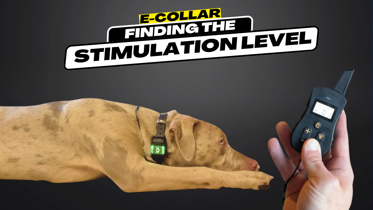 E-collar Stimulation Level
