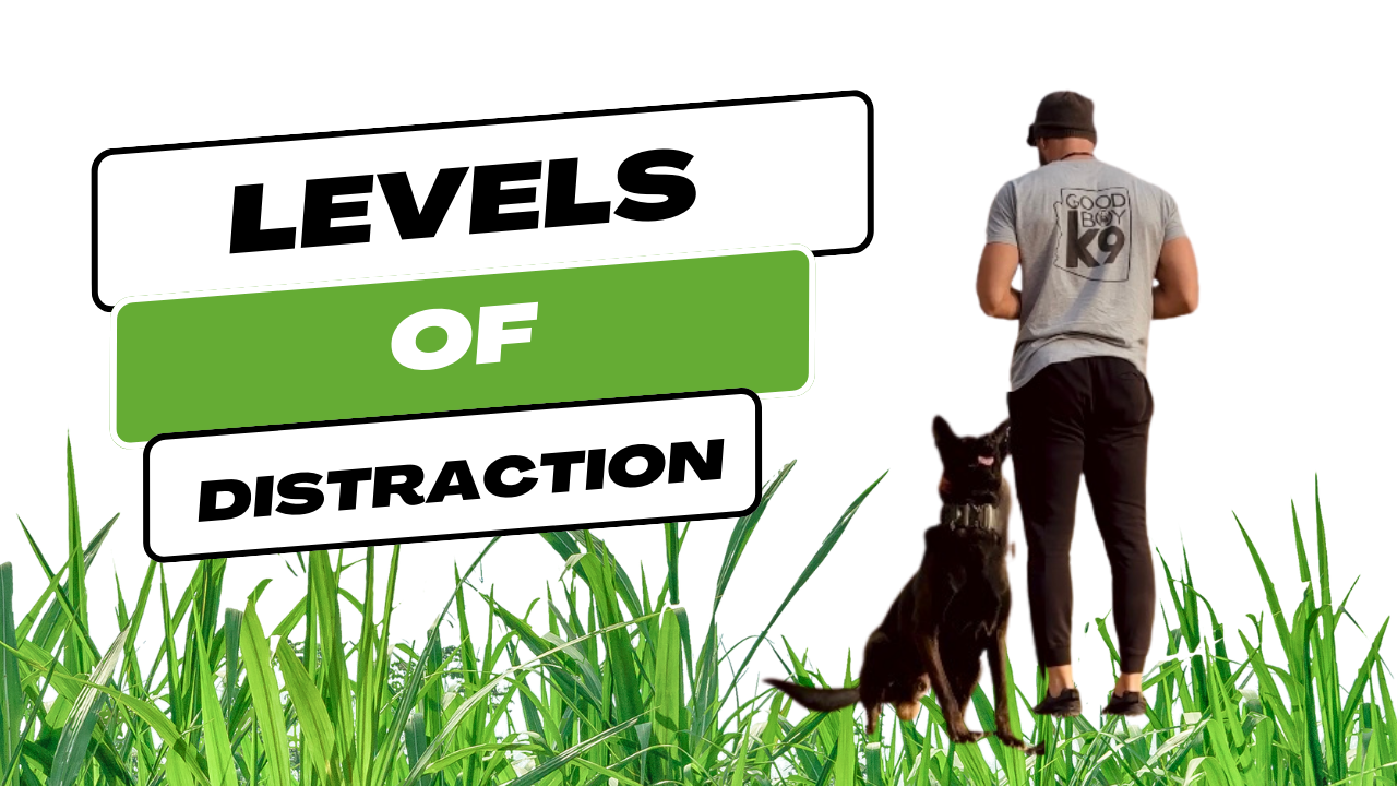 Balanced Training.png