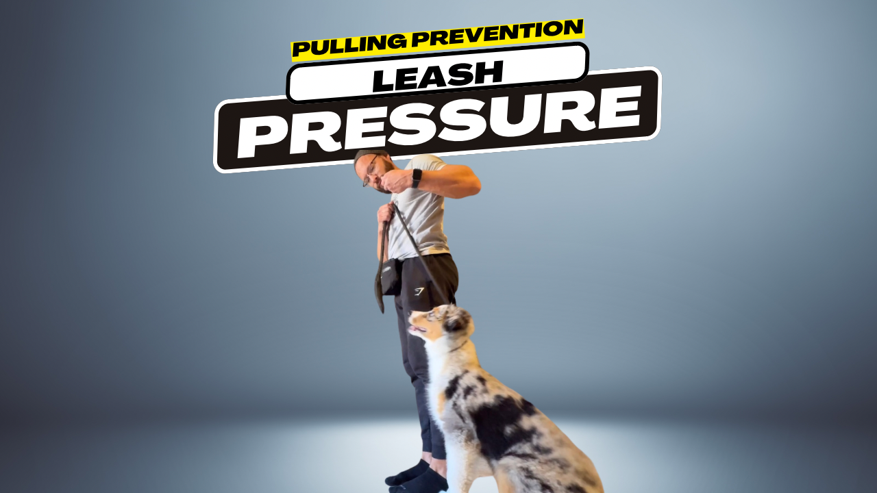 Leash Pressure