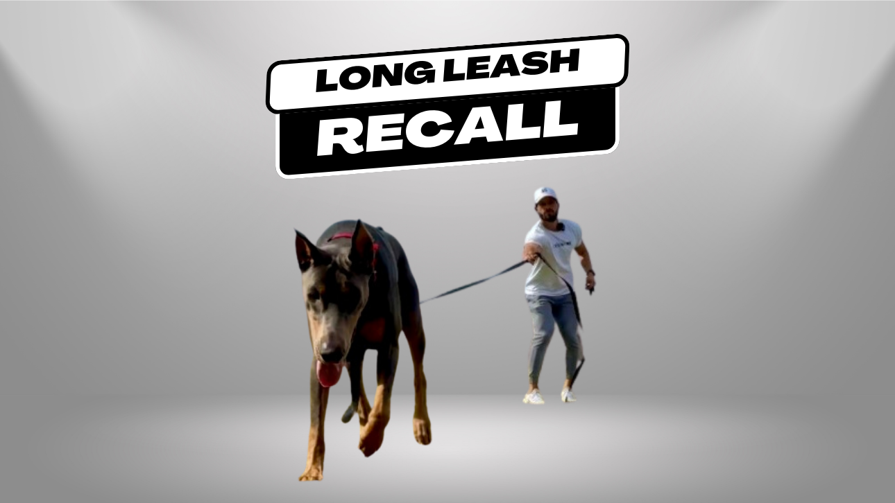 Long Leash Recall