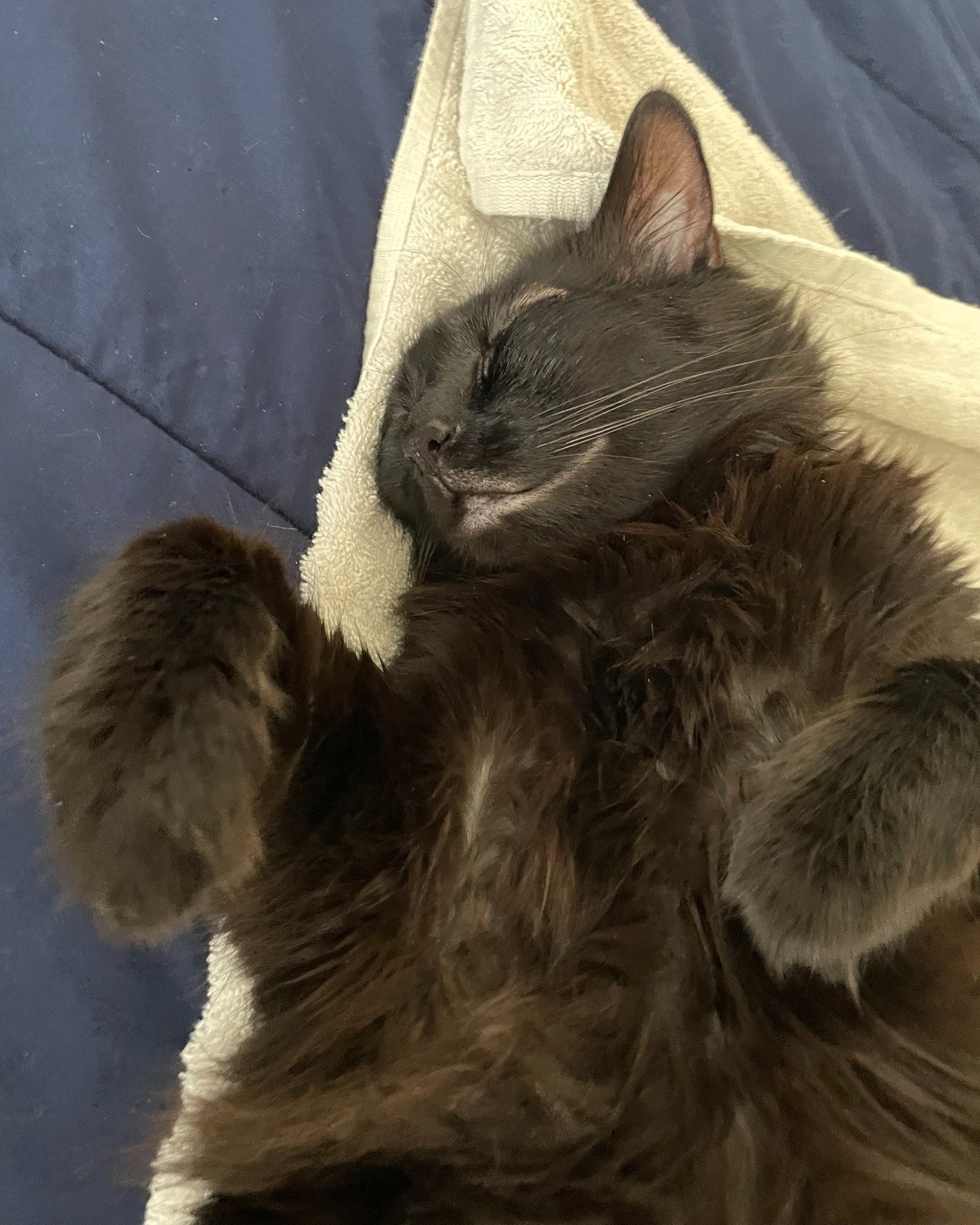 My mood this Monday: 🥱 Currently taking life one nap at a time, Fina&rsquo;s leading by example. Productivity? Never heard of her.

 #MondayMood #CatBoss #FinaNapQueen #SleepingOnTheJob #Purrcrastination #MeowtivationLow #CouchPotatoGoals #catsofins
