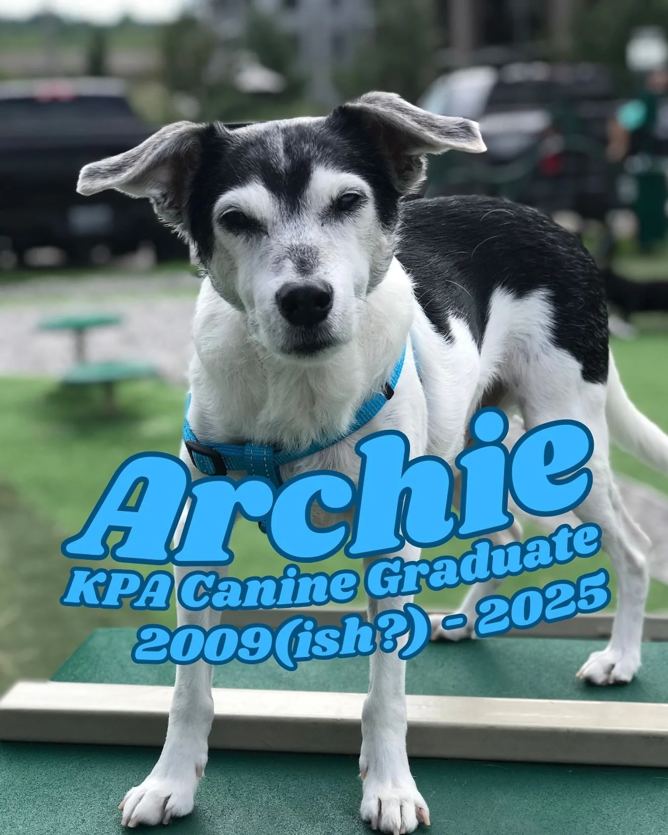 unintentionally took the summer off mentally. anticipatory grief is draining. 
Archie got taken early for the rapture on the 14th and is at the big margaritaville in the sky. he was the last known living specimen of the Goblin-Earred Kentucky Long Le
