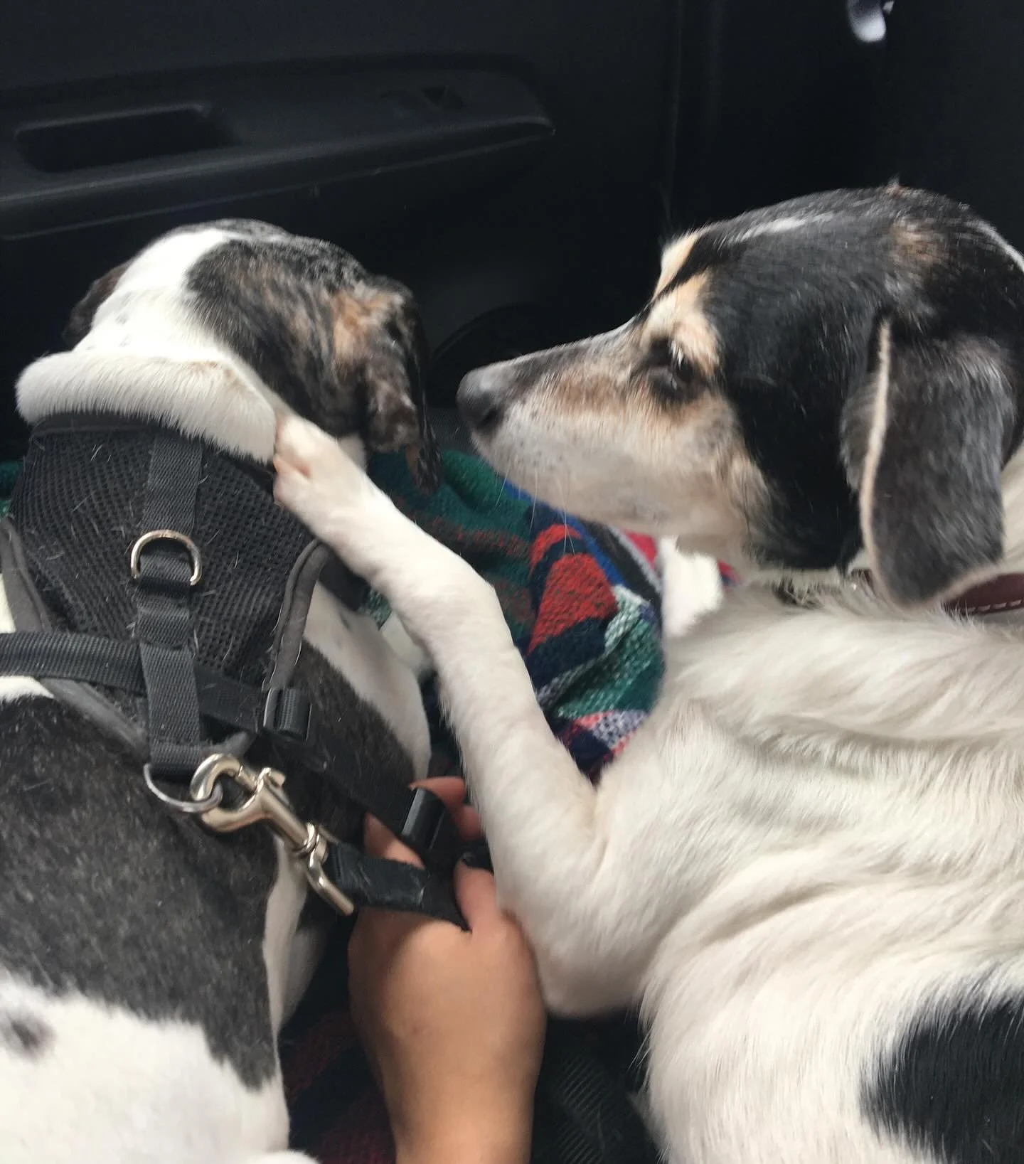 been thinking about my two midwest @savemerescue boys getting to see each other again 💔 first picture is on our way home from picking Archie up 😭