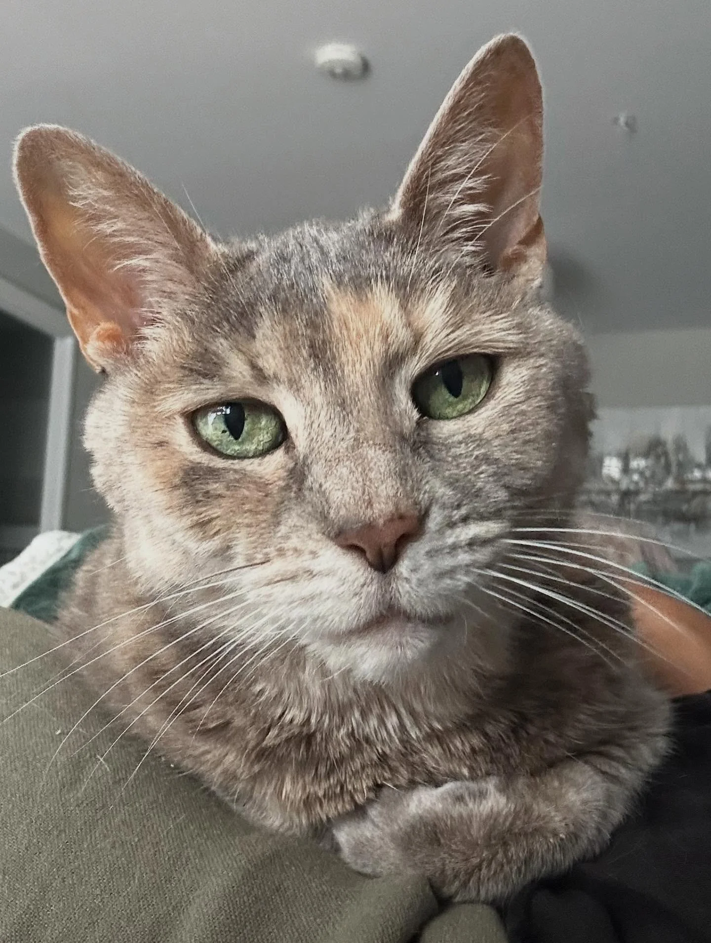 Tenely figured out how to turn her 20-min visit into an hour long visit with this one simple trick! (It&rsquo;s falling asleep on my lap)