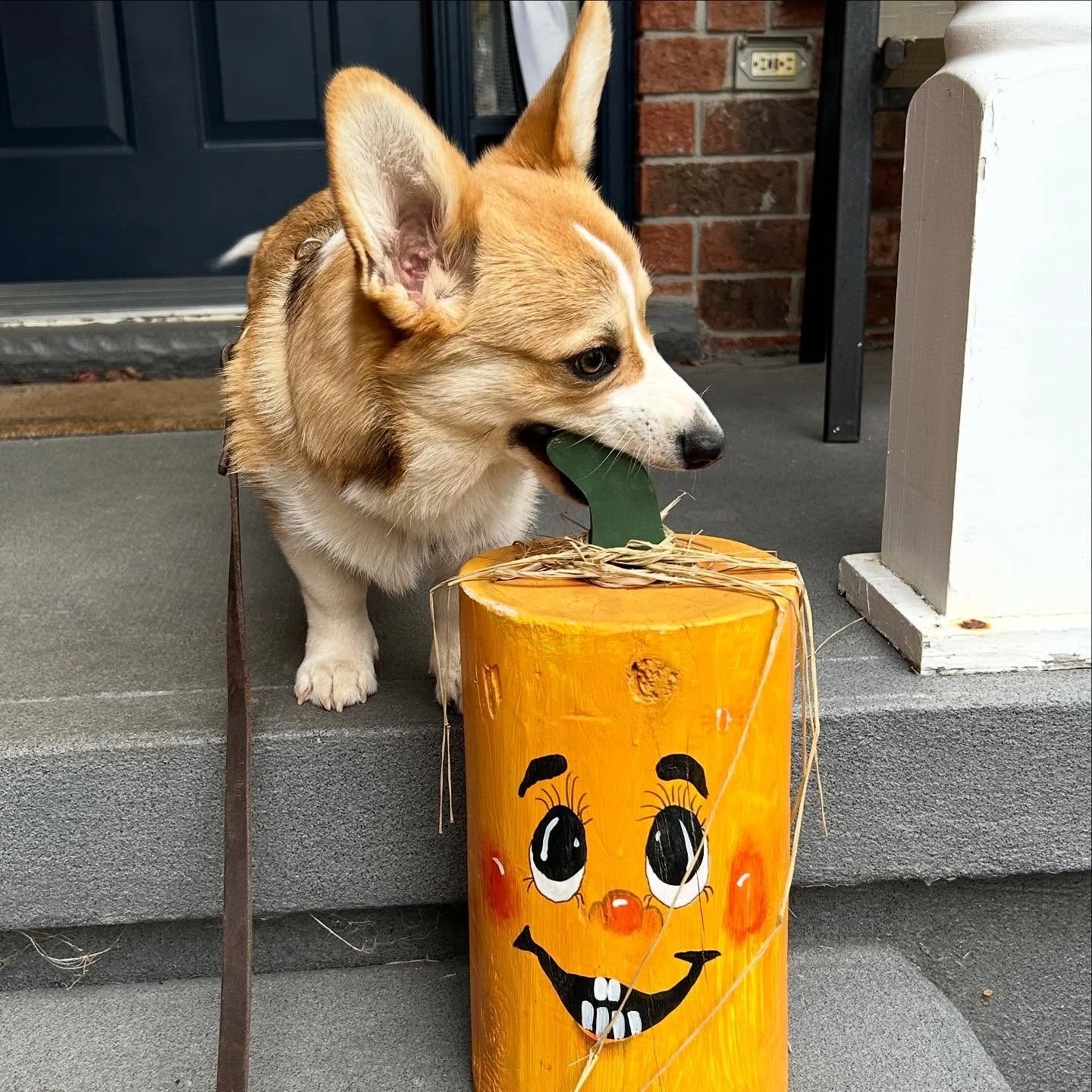 Mia sat all cute next to the decoration, with her true intentions revealed while I was fiddlin with my phone 😎