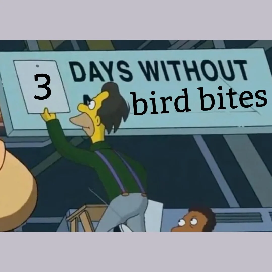 This is an incredible milestone for us!!!

#parrotlet #parrottraining #positivetraining #guelphbusiness #guelph