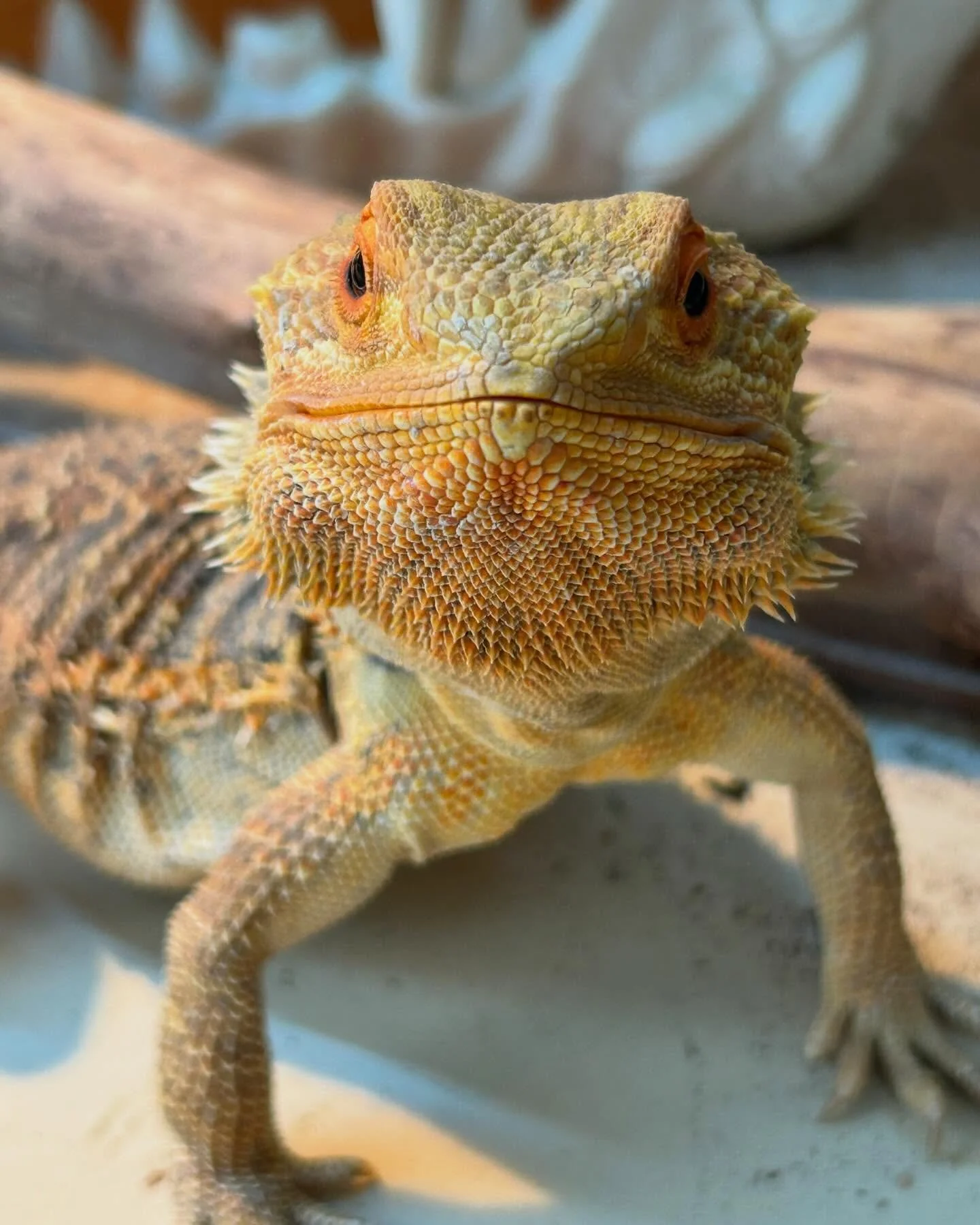 me thinking Fluffy was standing like this because he was waiting for his mealworms but he stayed like that after I put his bowl down!
I figured he was lookin cute so I quickly took a picture and THEN he went to eat. 
STG he just wanted his photo take