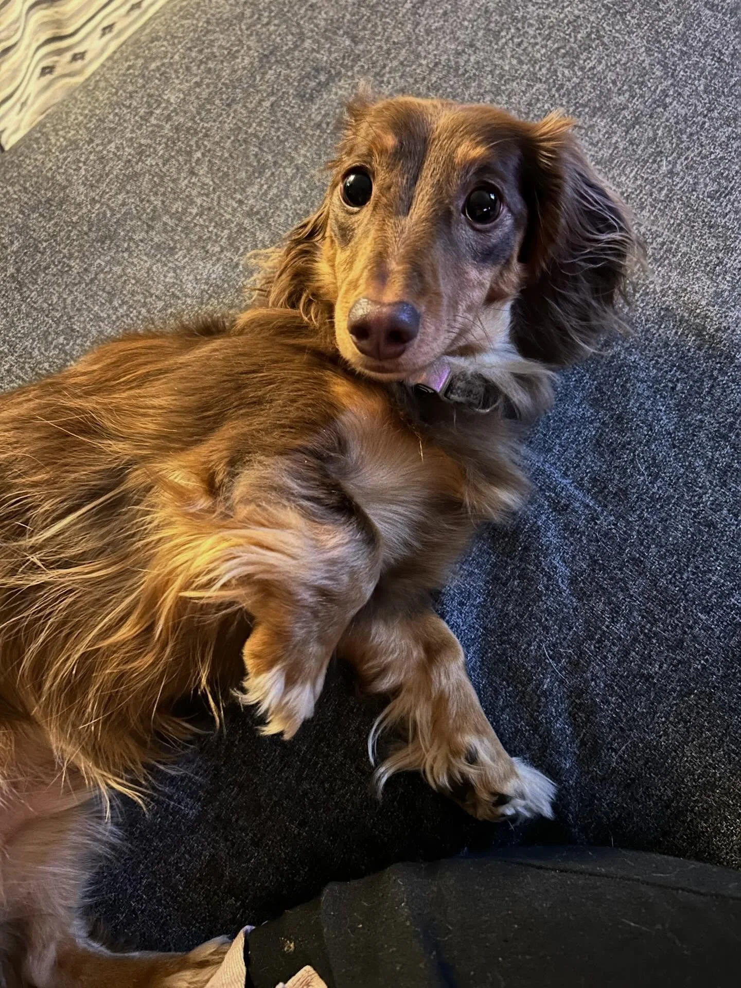 I try really really really hard not to have a favourite breed but it&rsquo;s dachshunds.
sweetest lil baby Oslo 🩷