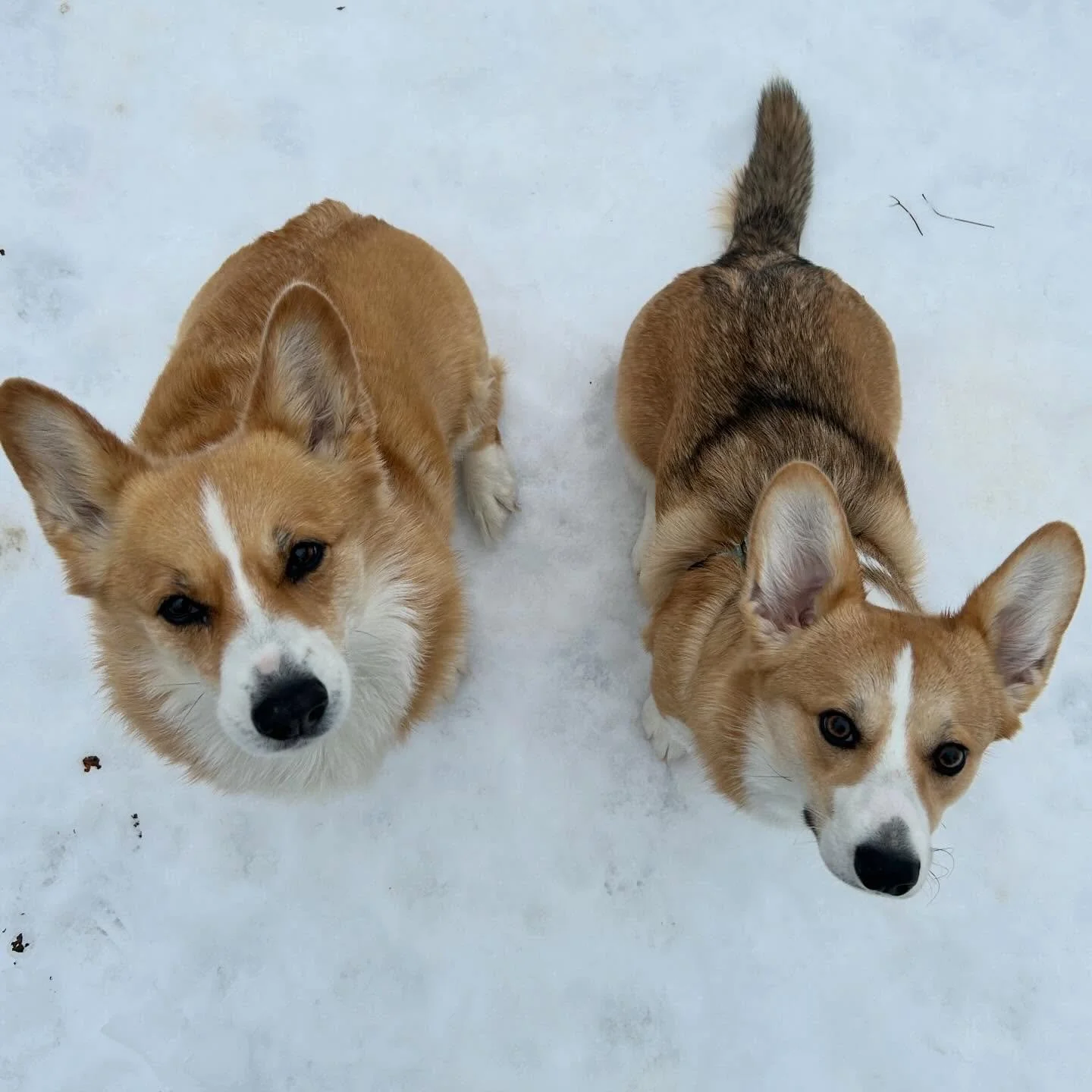 Mia and Bella have the most typical sibling relationship I have ever seen in a pair before.
Bella wants nothing to do with her little sister 
while Mia wants nothing BUT her big sister&rsquo;s attention, including rage when she takes her favourite to